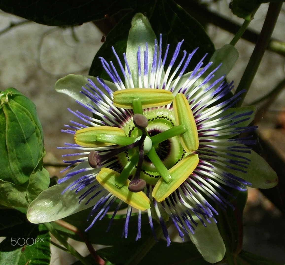 Nikon E2200 sample photo. Passiflora photography