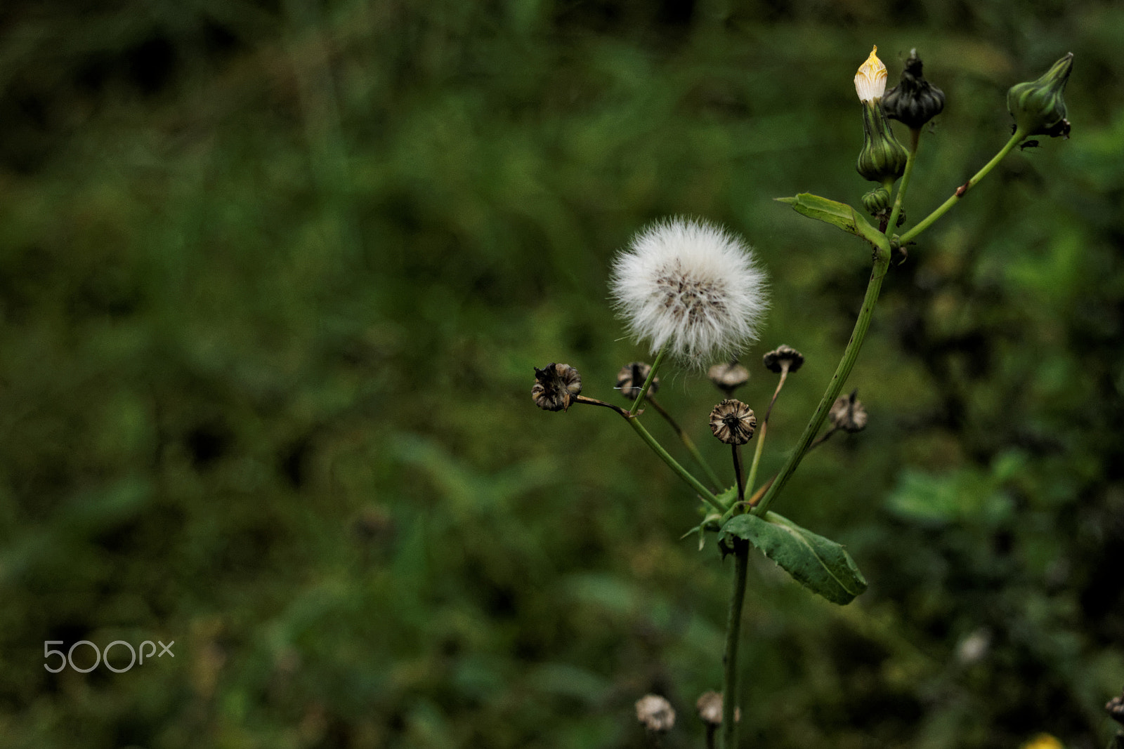 Sony Alpha DSLR-A500 + Sony DT 18-70mm F3.5-5.6 sample photo. Flower photography