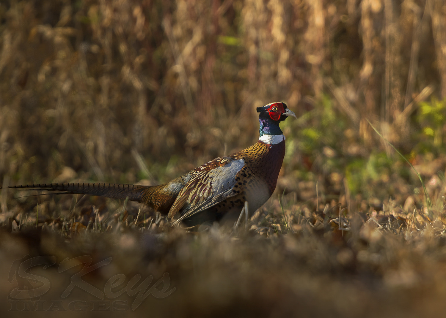 Sigma 500mm F4.5 EX DG HSM sample photo. Hunted (ring-necked pheasant) photography