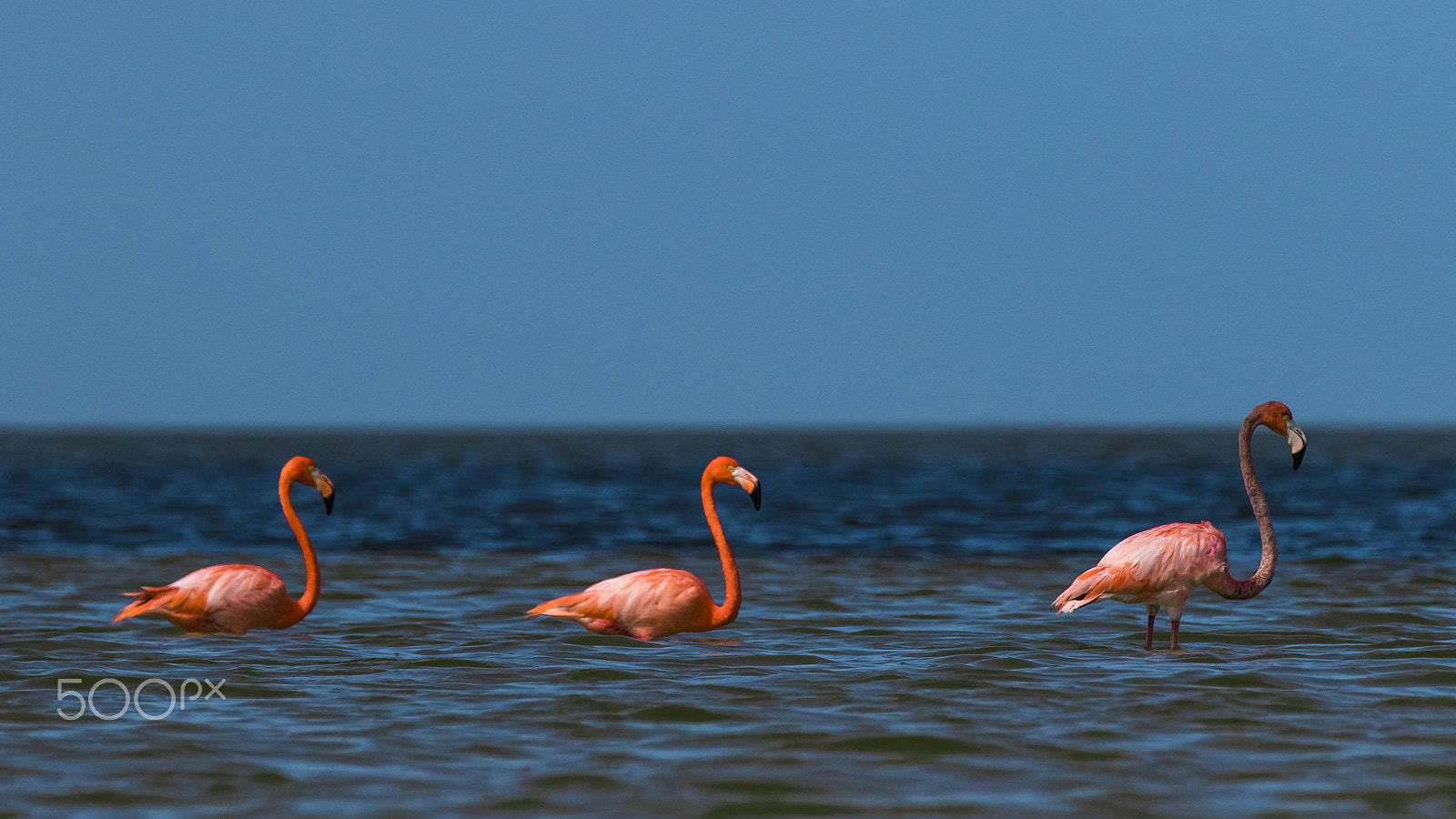 Canon EF 70-200mm F2.8L IS II USM sample photo. Cara o sello photography