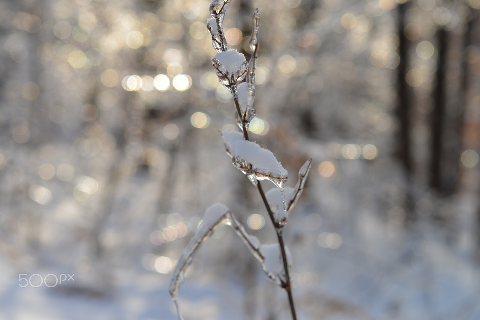 Nikon AF-S Micro-Nikkor 60mm F2.8G ED sample photo. Ice storm photography