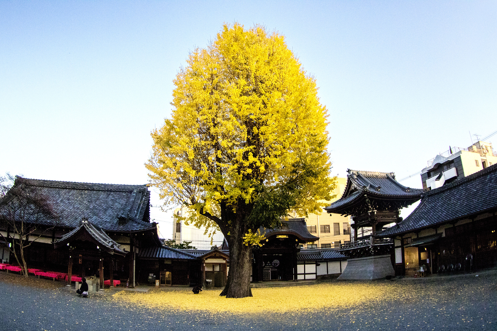 Canon EF 8-15mm F4L Fisheye USM sample photo. Yellow tree photography