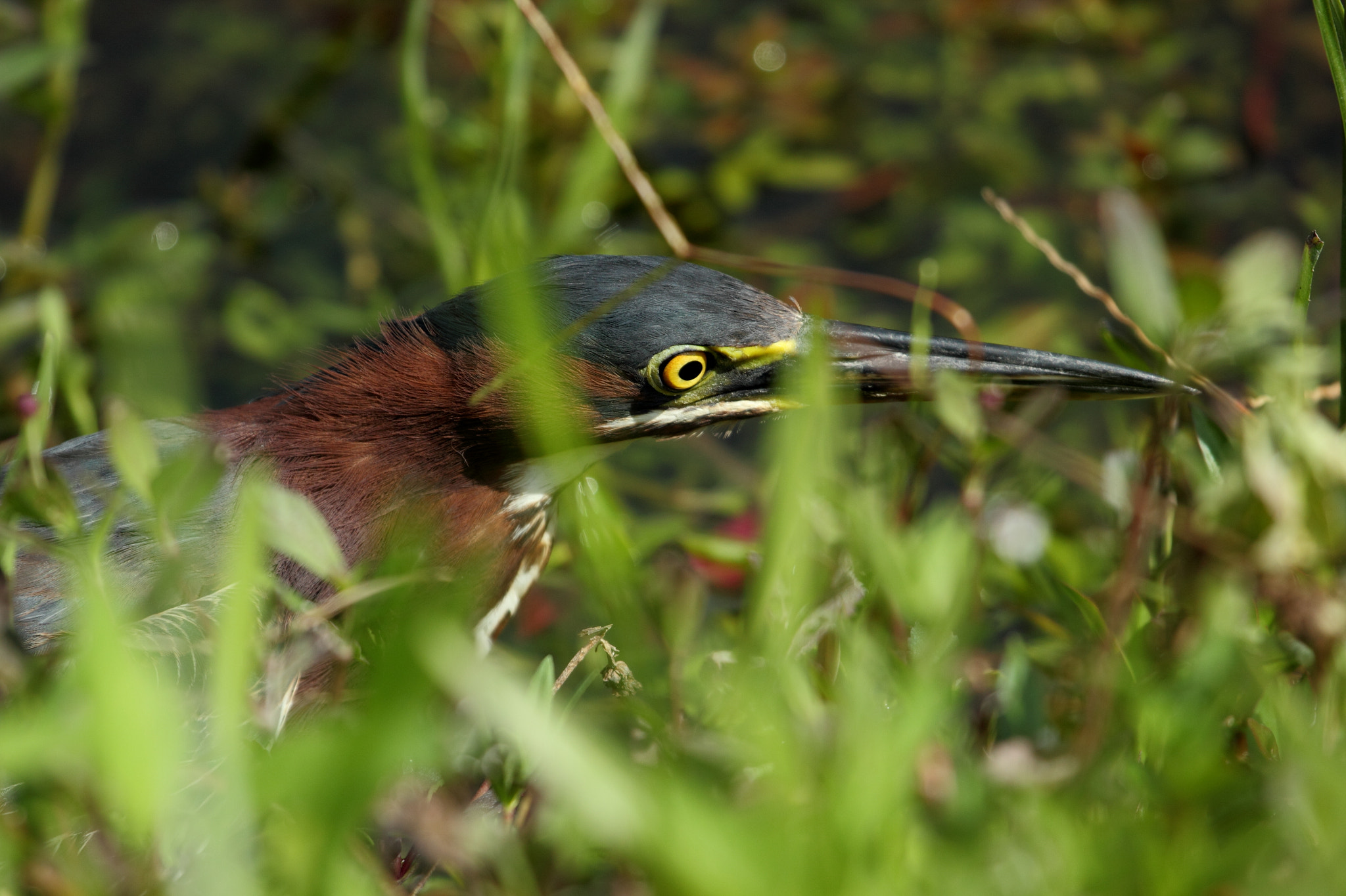 Canon EF 100-400mm F4.5-5.6L IS USM sample photo. Green heron photography