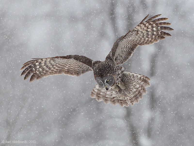 Canon EF 500mm F4L IS USM sample photo. Great gray owl photography