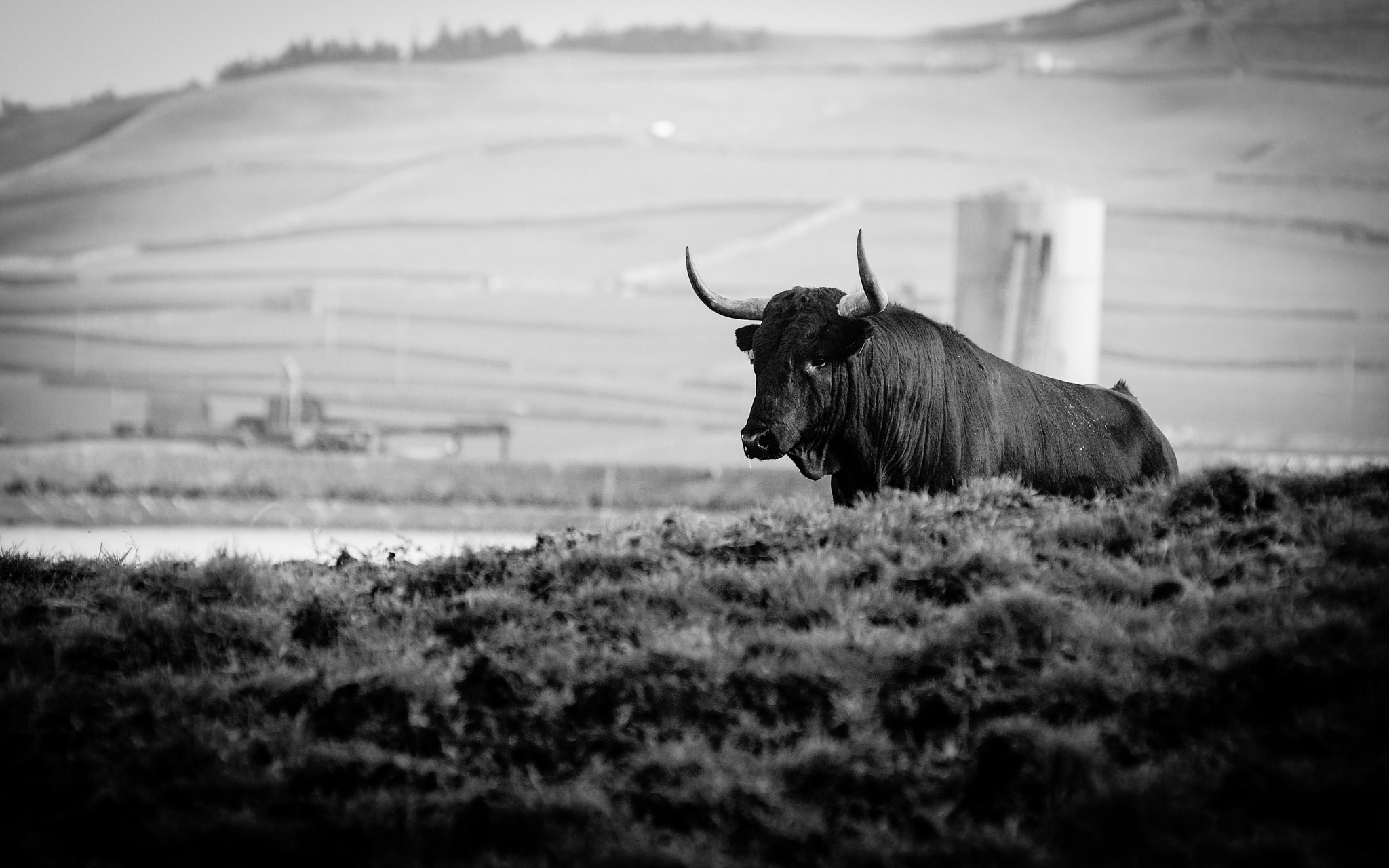 Nikon AF-Nikkor 80-200mm F2.8D ED sample photo. Vigilant photography