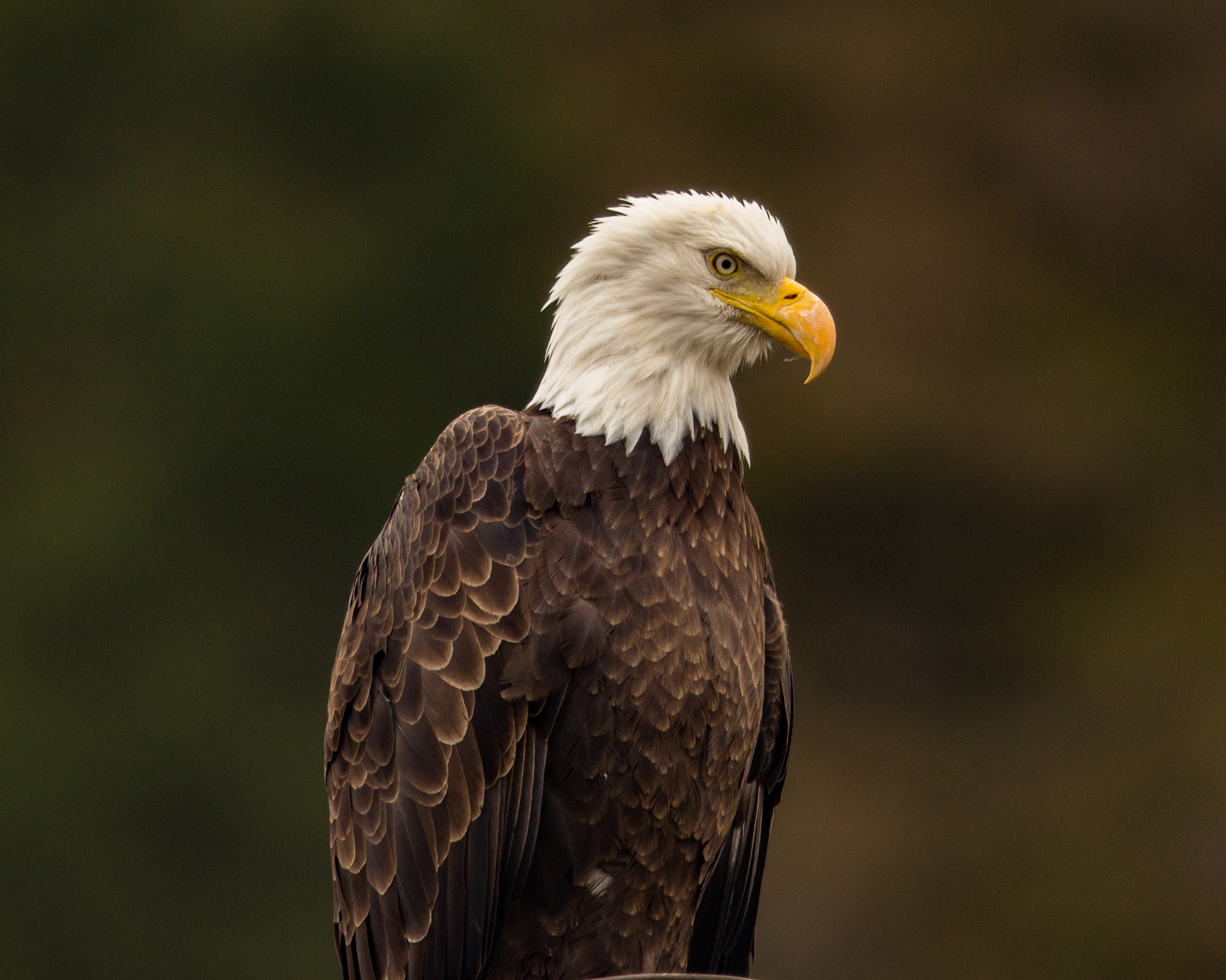 Canon EOS 600D (Rebel EOS T3i / EOS Kiss X5) + Canon EF 800mm F5.6L IS USM sample photo. Bald eagle photography