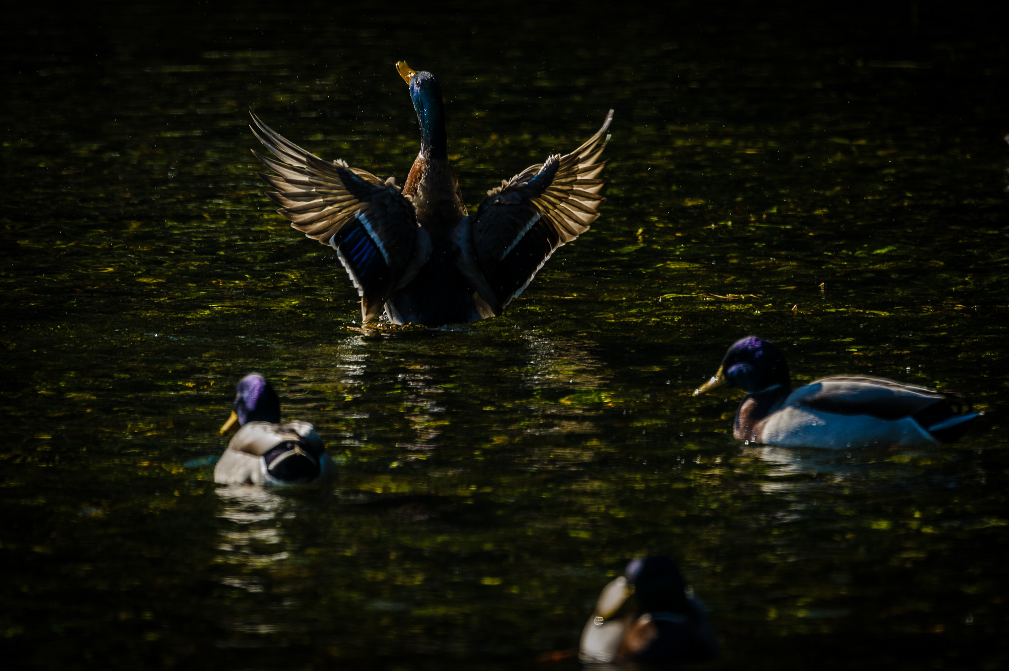 Nikon Nikkor AF-S 300mm F4E PF ED VR sample photo. ...i'm strongest... photography