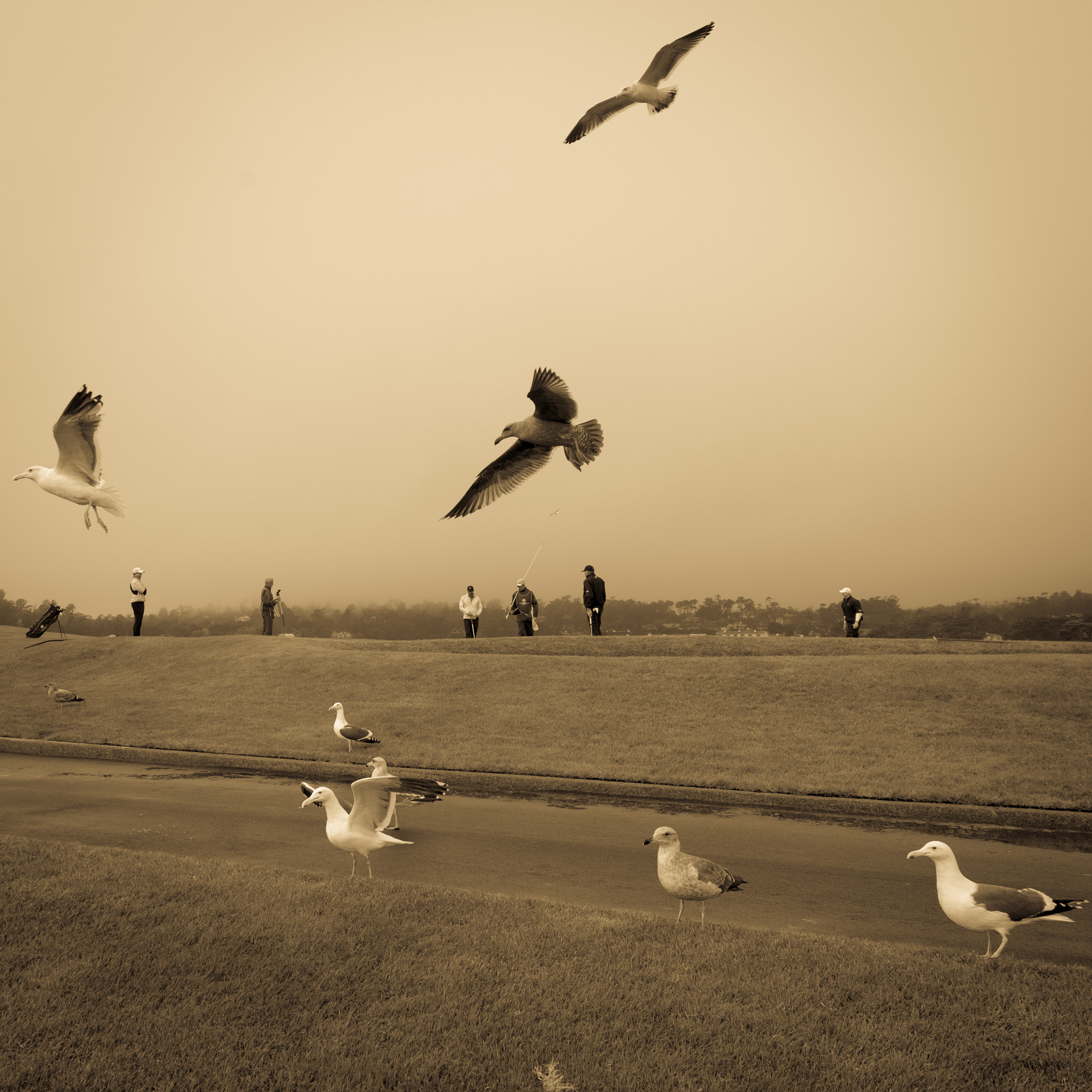 Nikon D5 sample photo. Birdies at pebble photography