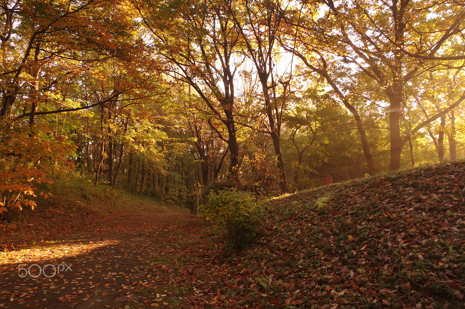 smc PENTAX-DA L 18-55mm F3.5-5.6 sample photo. Morning light photography