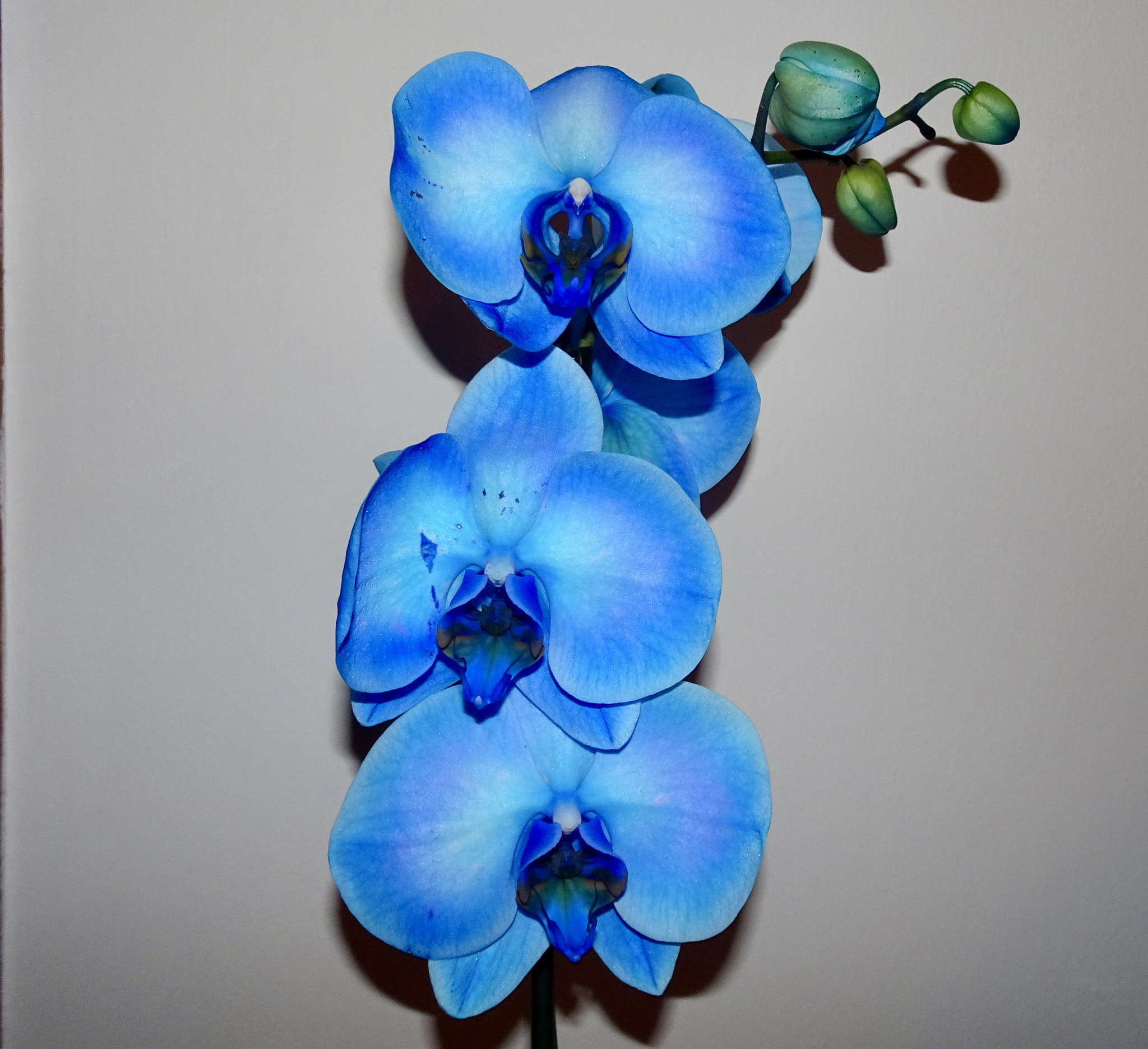 Sony Cyber-shot DSC-HX90V + Sony 24-720mm F3.5-6.4 sample photo. "blue orchid" photography