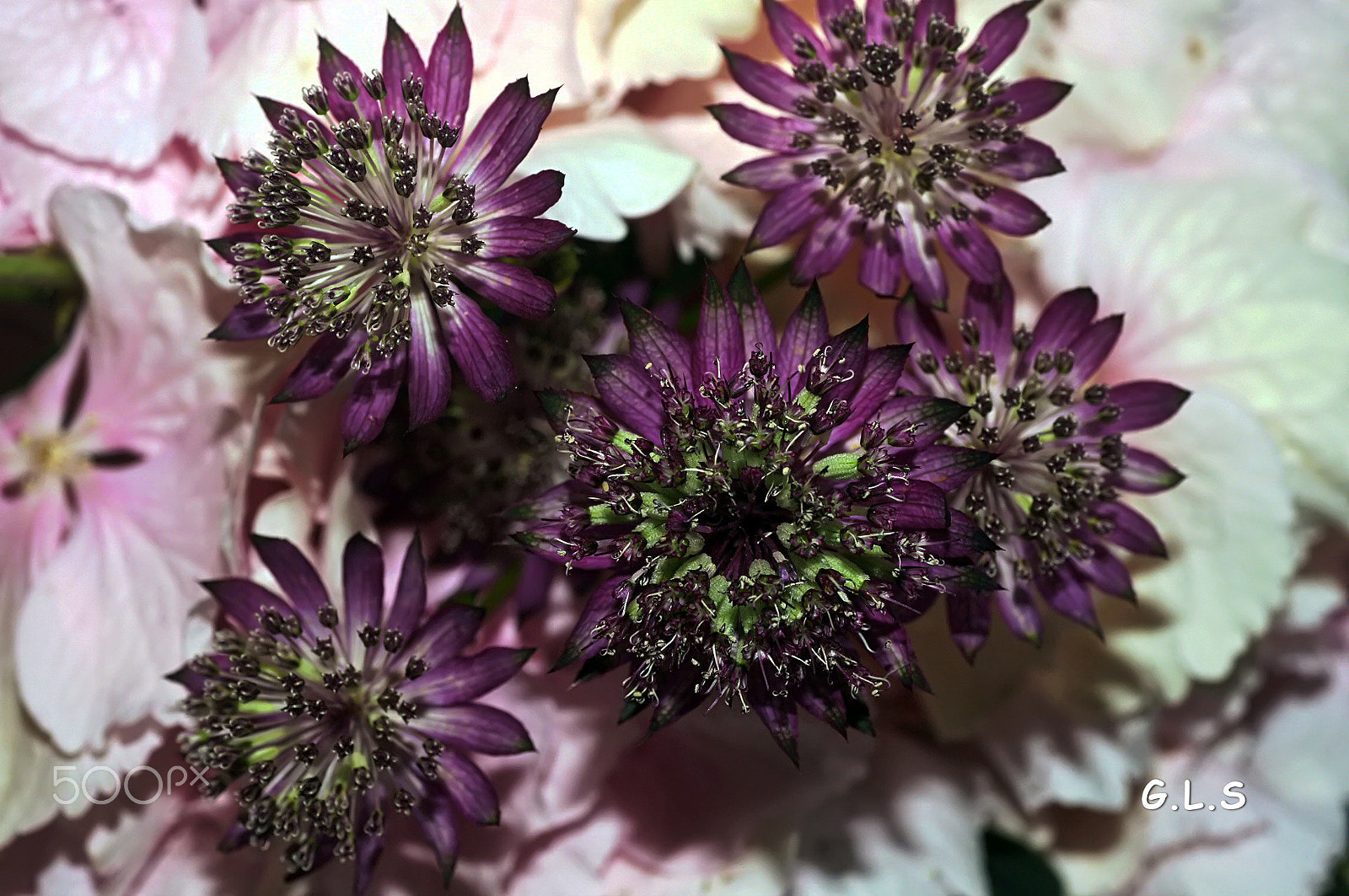 Minolta AF 50mm F3.5 Macro sample photo. Roses et violettes photography