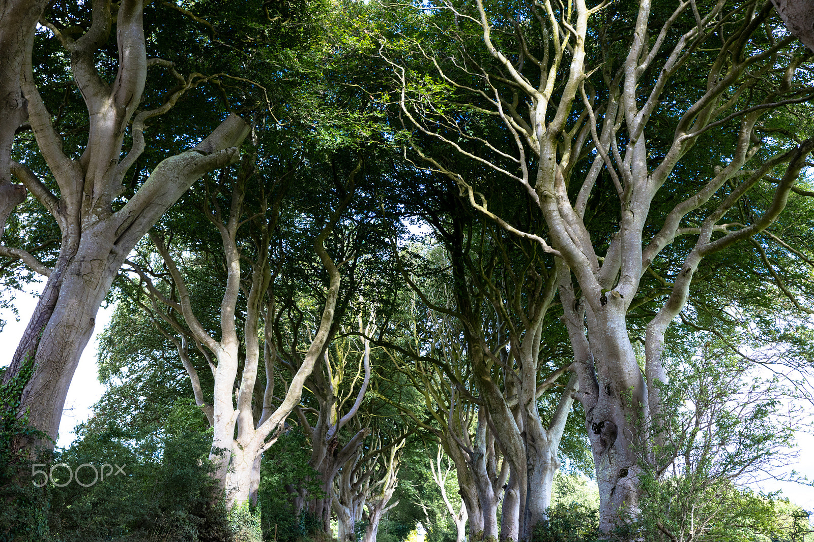 Sigma 24-70mm F2.8 EX DG Macro sample photo. Magical forest, northern ireland photography