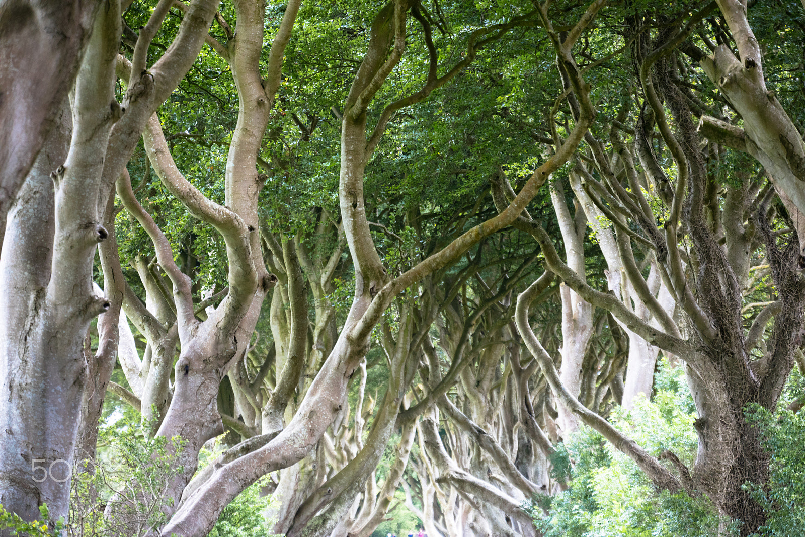 Sigma 150mm f/2.8 EX DG OS HSM APO Macro sample photo. Magical forest, northern ireland photography