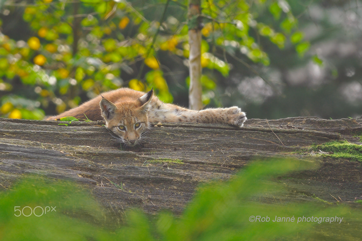 Nikon AF-S Nikkor 300mm F2.8G ED VR II sample photo. What's up mate photography