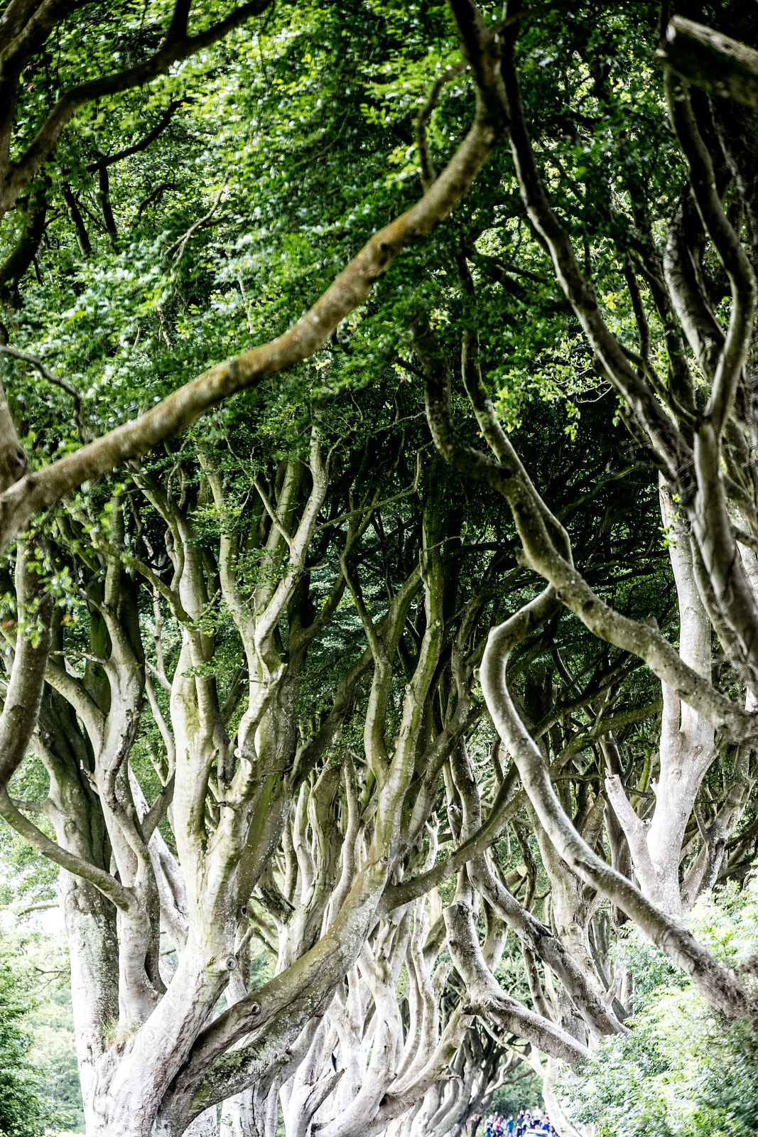 Sigma 150mm f/2.8 EX DG OS HSM APO Macro sample photo. Magical forest, northern ireland photography