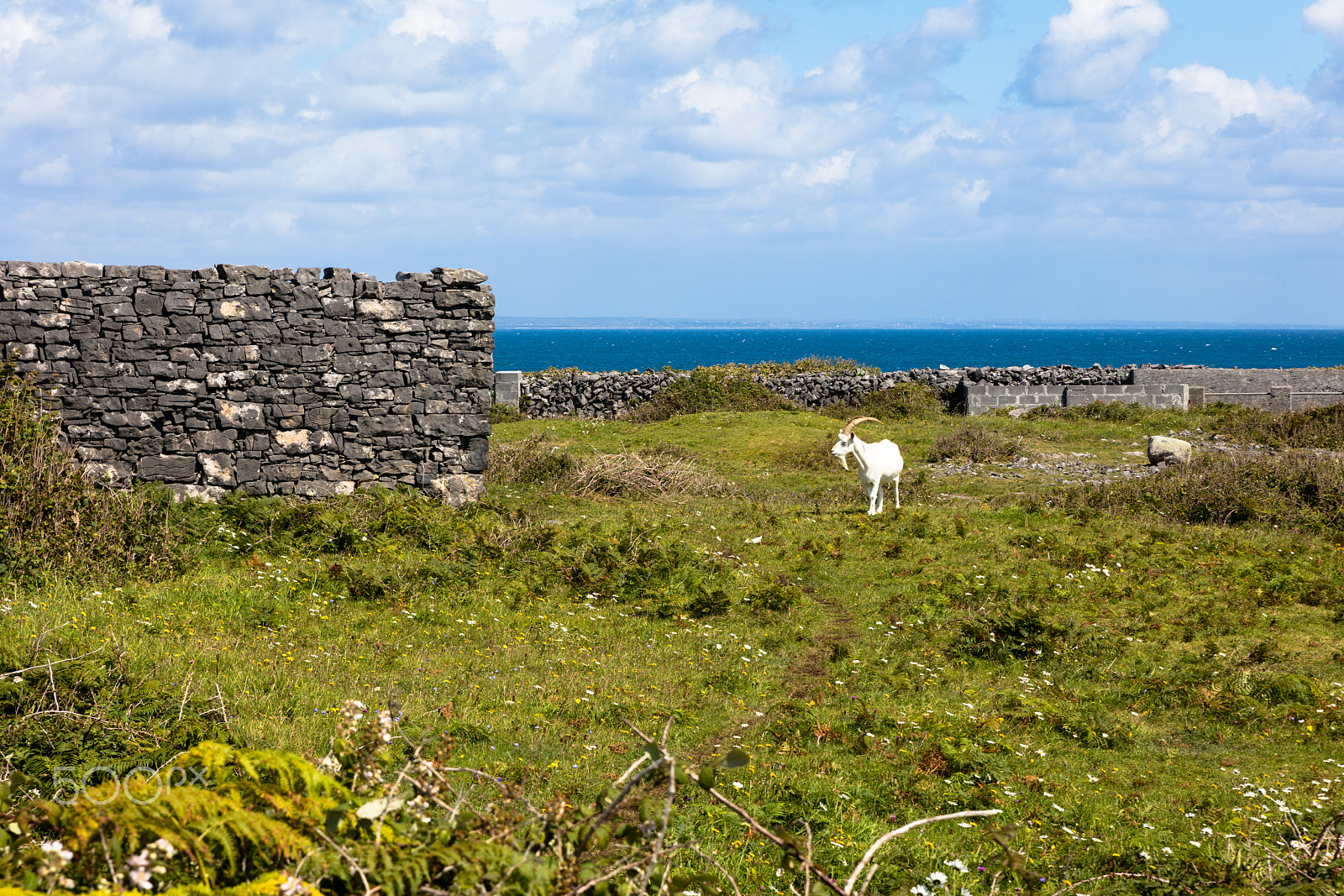 Sigma 24-70mm F2.8 EX DG Macro sample photo. Goat in aran photography