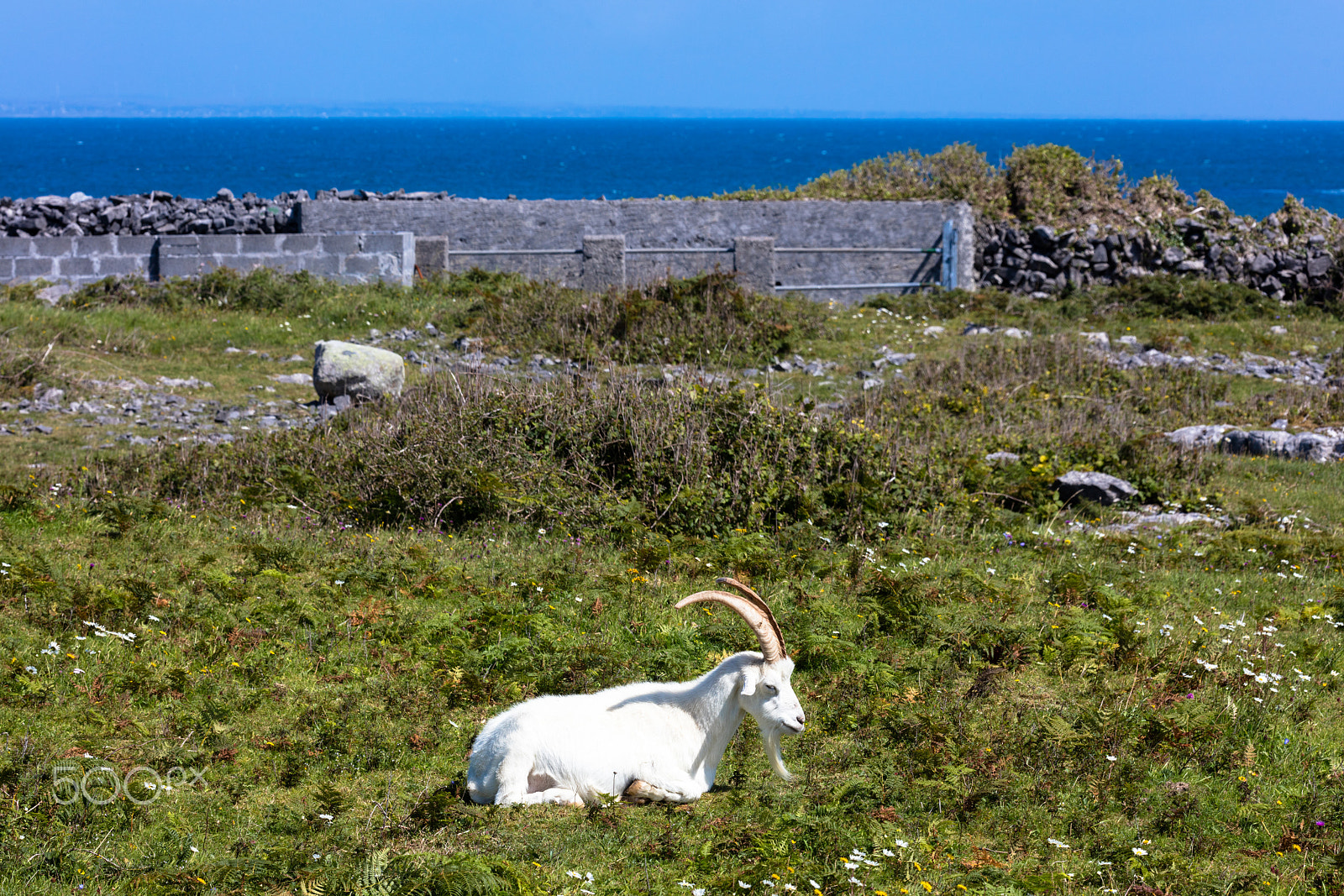 Sigma 150mm f/2.8 EX DG OS HSM APO Macro sample photo. Goat in aran photography