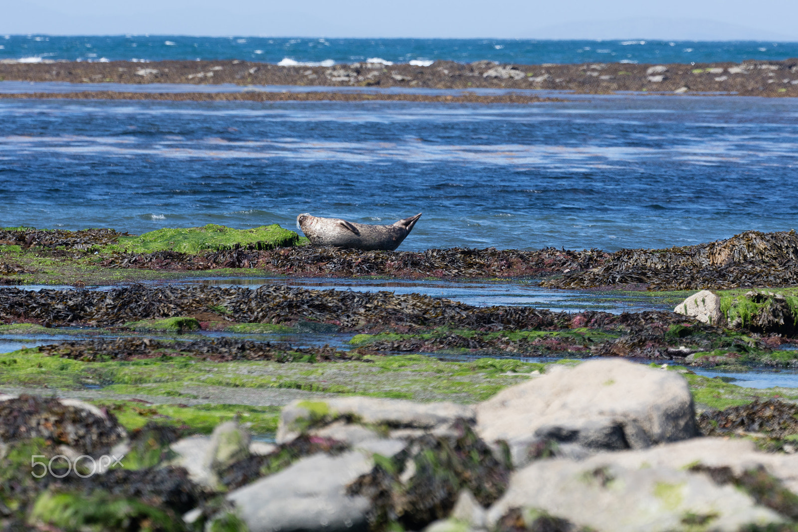 Sigma 150mm f/2.8 EX DG OS HSM APO Macro sample photo. Sea lion in ireland photography