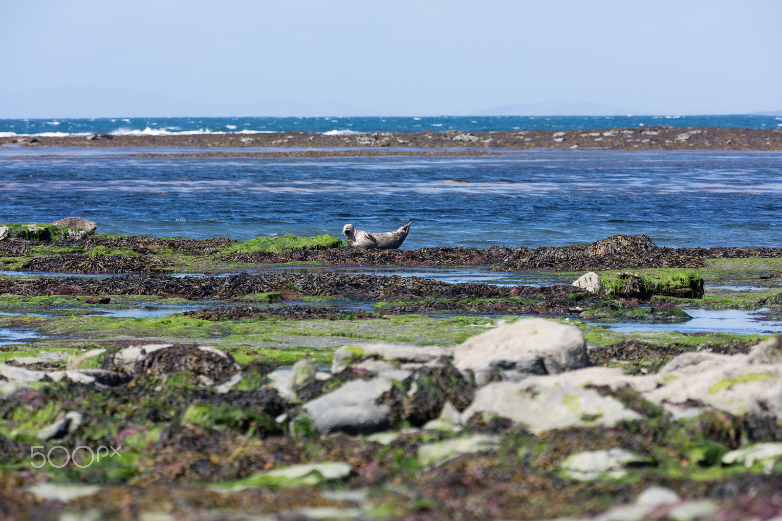 Sigma 150mm f/2.8 EX DG OS HSM APO Macro sample photo. Sea lion in ireland photography