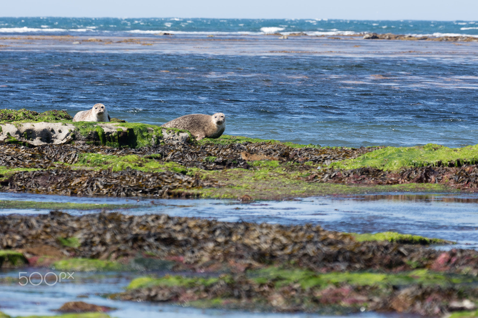 Sigma 150mm f/2.8 EX DG OS HSM APO Macro sample photo. Sea lion in ireland photography