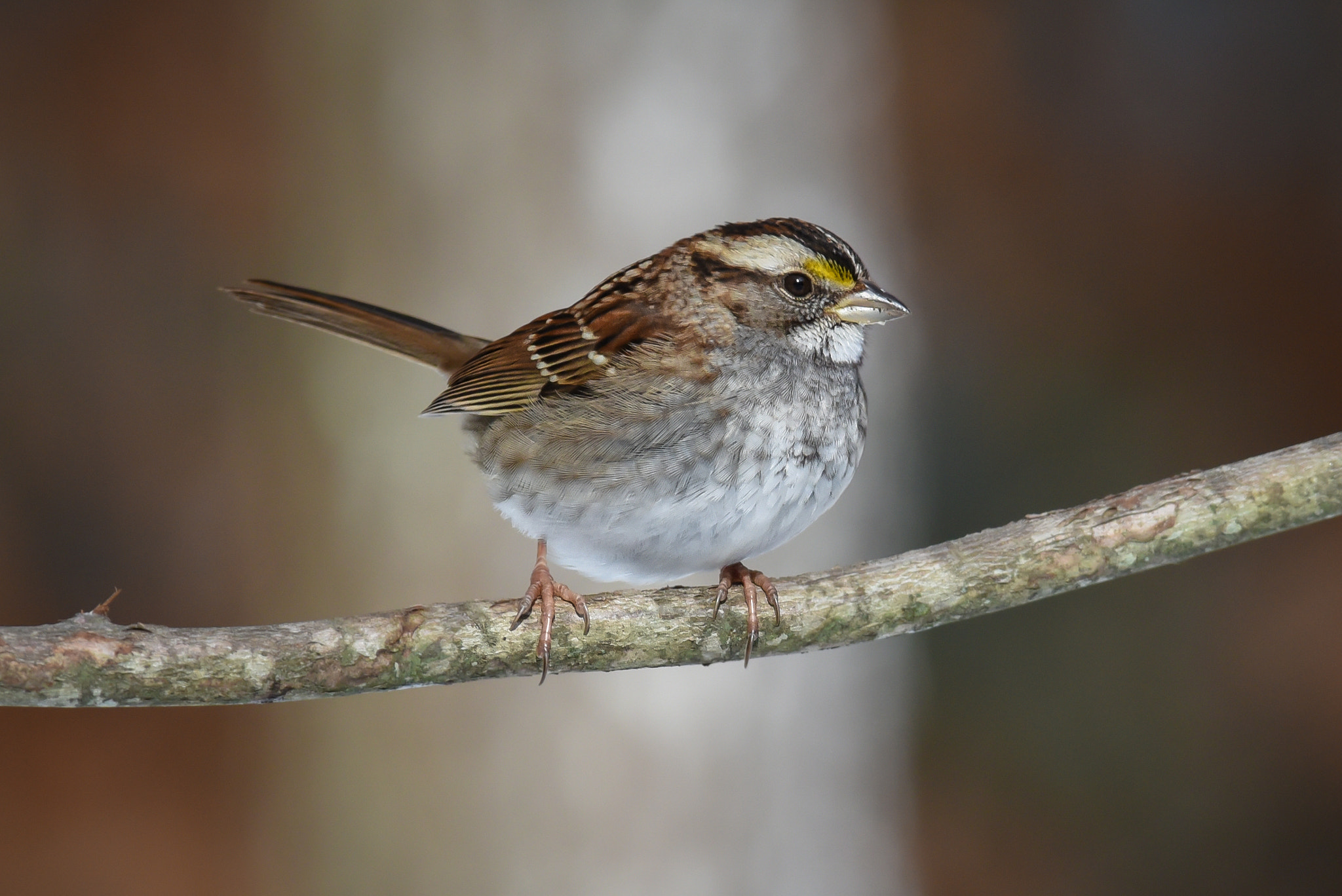 Nikon AF-S Nikkor 300mm F2.8G ED-IF VR sample photo. White-throated sparrow photography