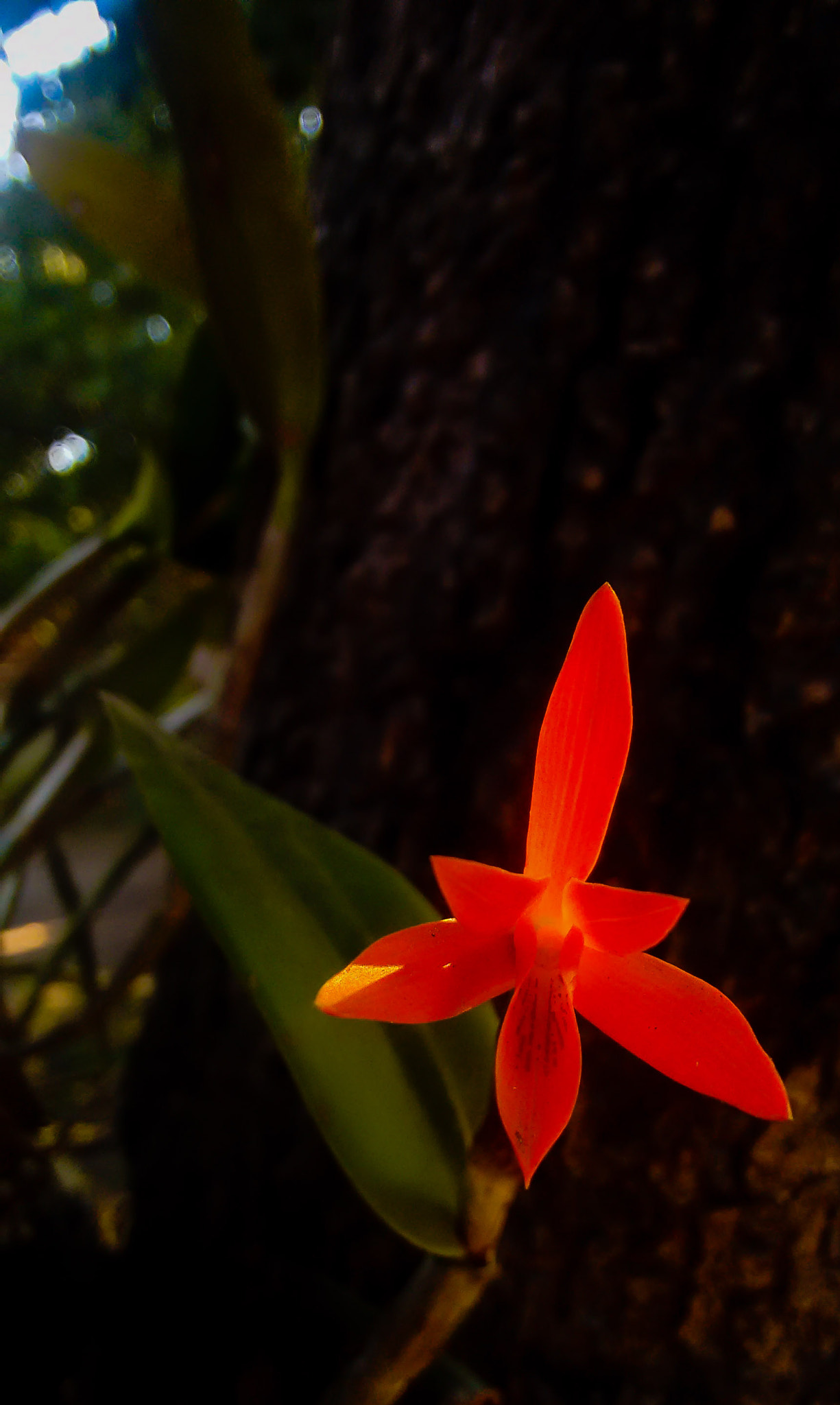 Motorola XT1063 sample photo. Orchid, g.  aurantiaca  photography