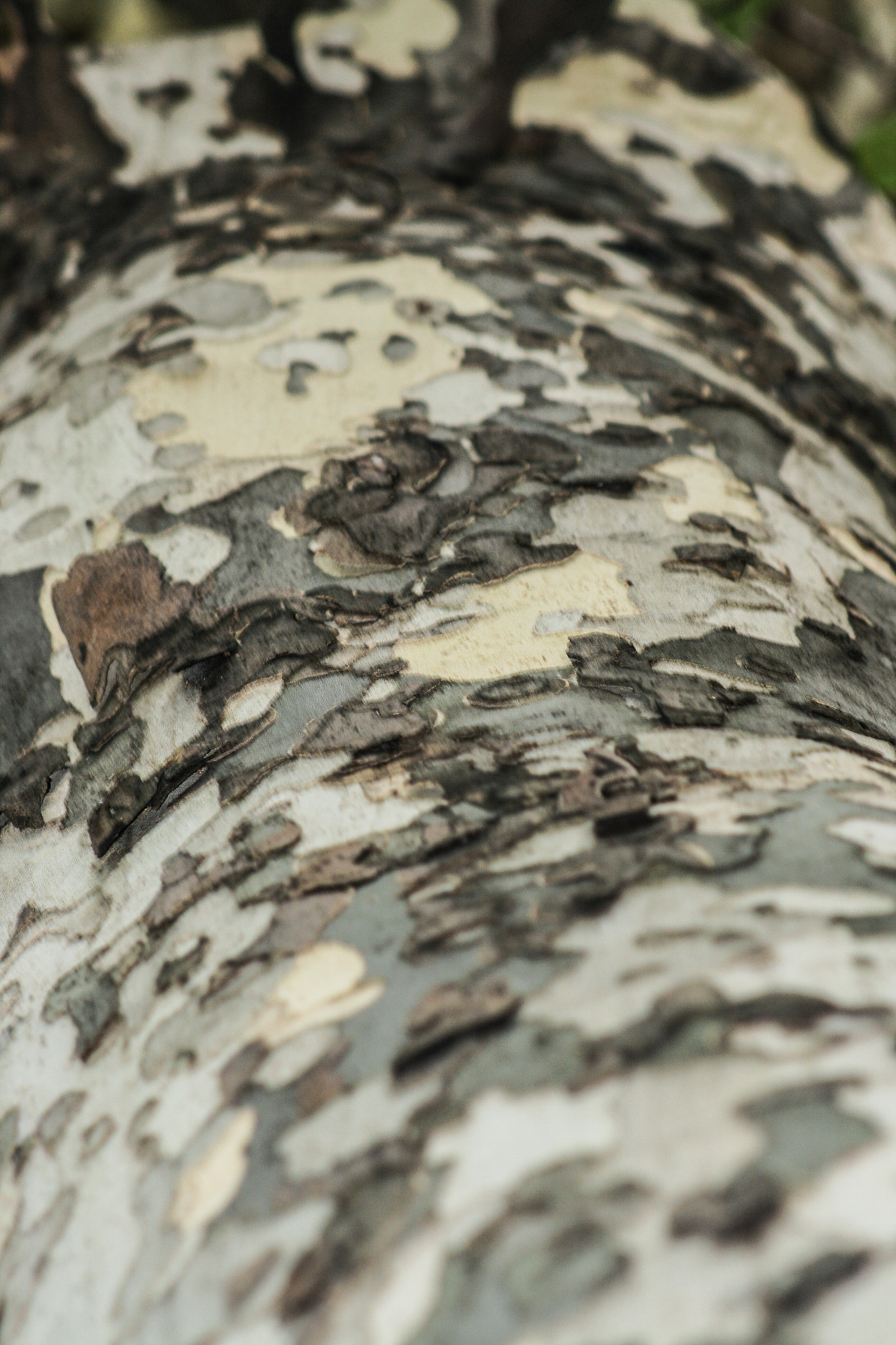 Canon EF 75-300mm f/4-5.6 USM sample photo. Abstract photography