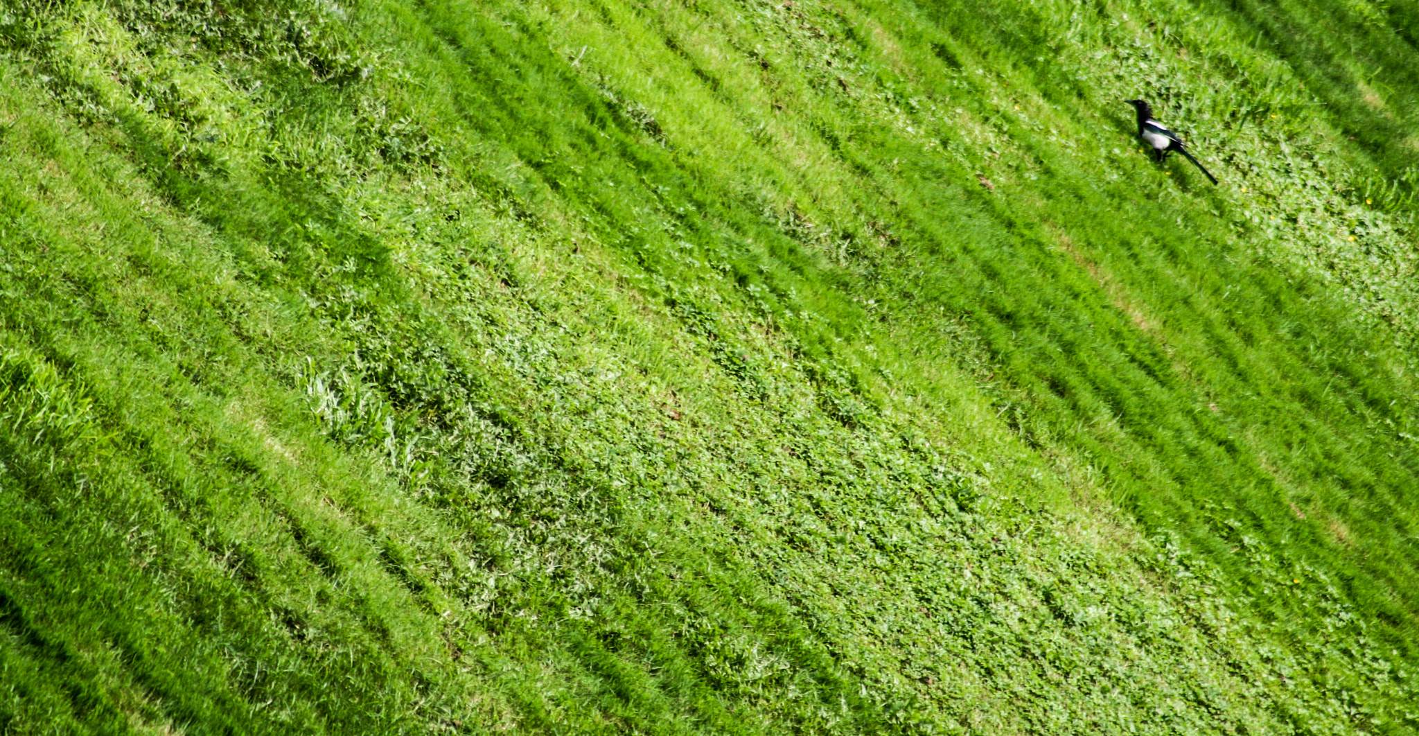 Canon EF 75-300mm f/4-5.6 USM sample photo. Abstract photography