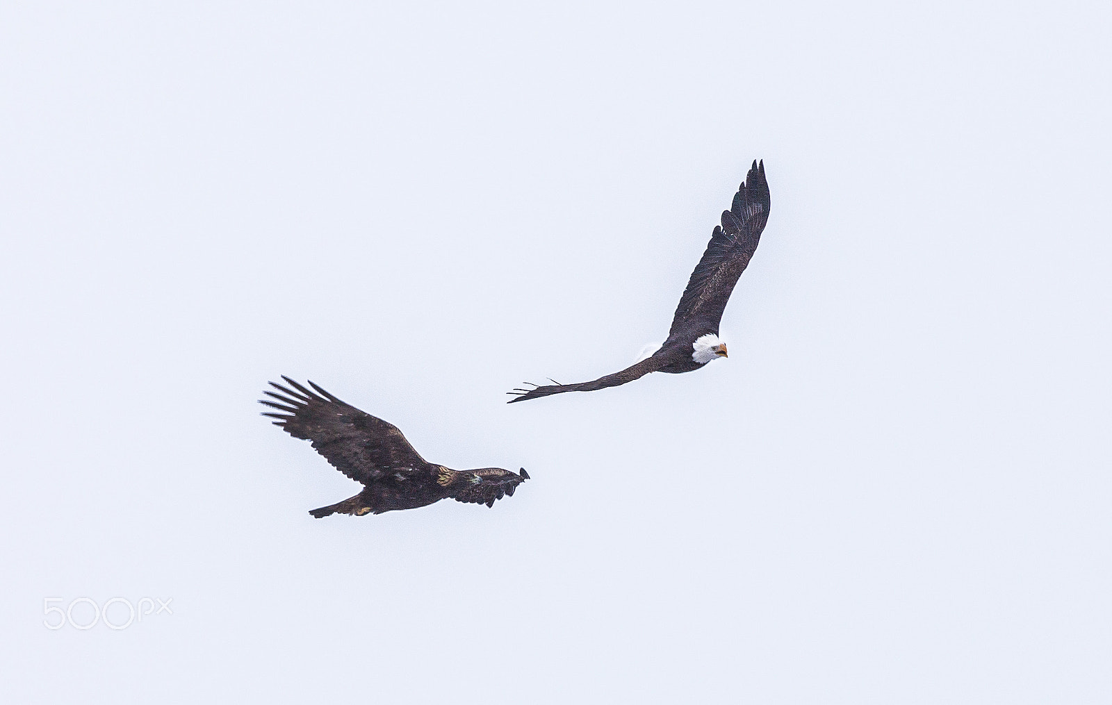 Canon EOS 6D + Canon EF 400mm F4 DO IS II USM sample photo. Eagle pair photography