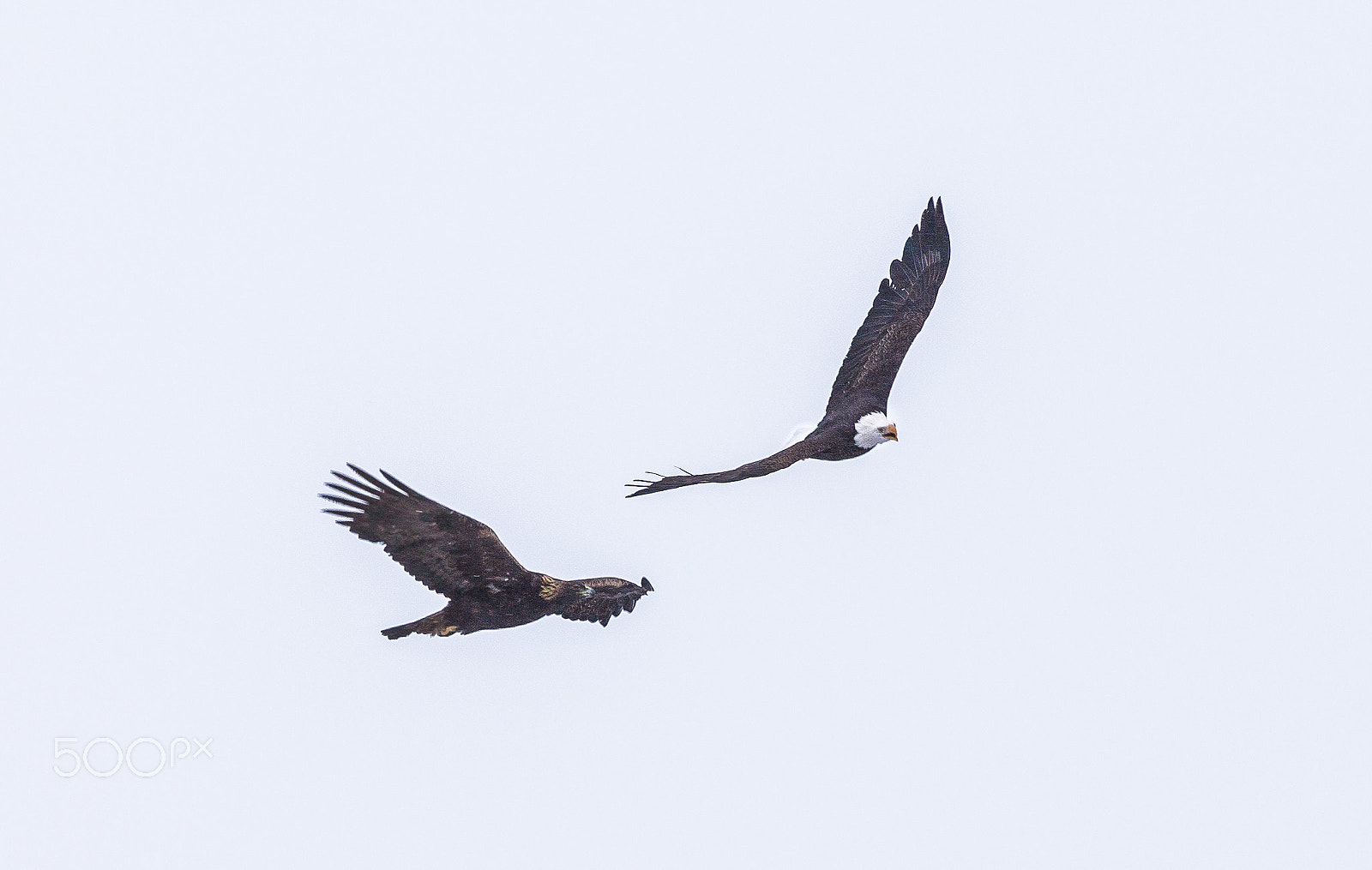 Canon EOS 6D sample photo. Eagle pair photography