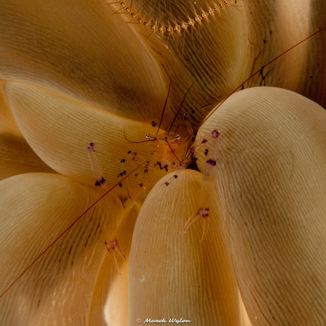 Nikon AF-S Micro-Nikkor 60mm F2.8G ED sample photo. Bubble coral shrimp | raja ampat | 2009.11.24 photography