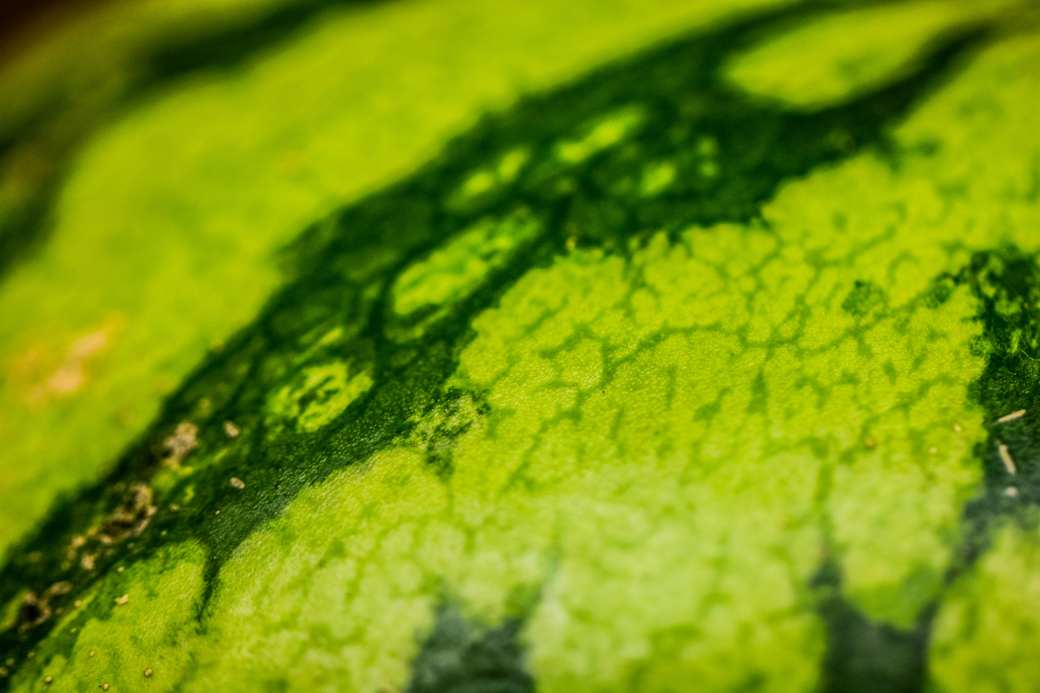 Canon EOS 760D (EOS Rebel T6s / EOS 8000D) sample photo. Abstract photography