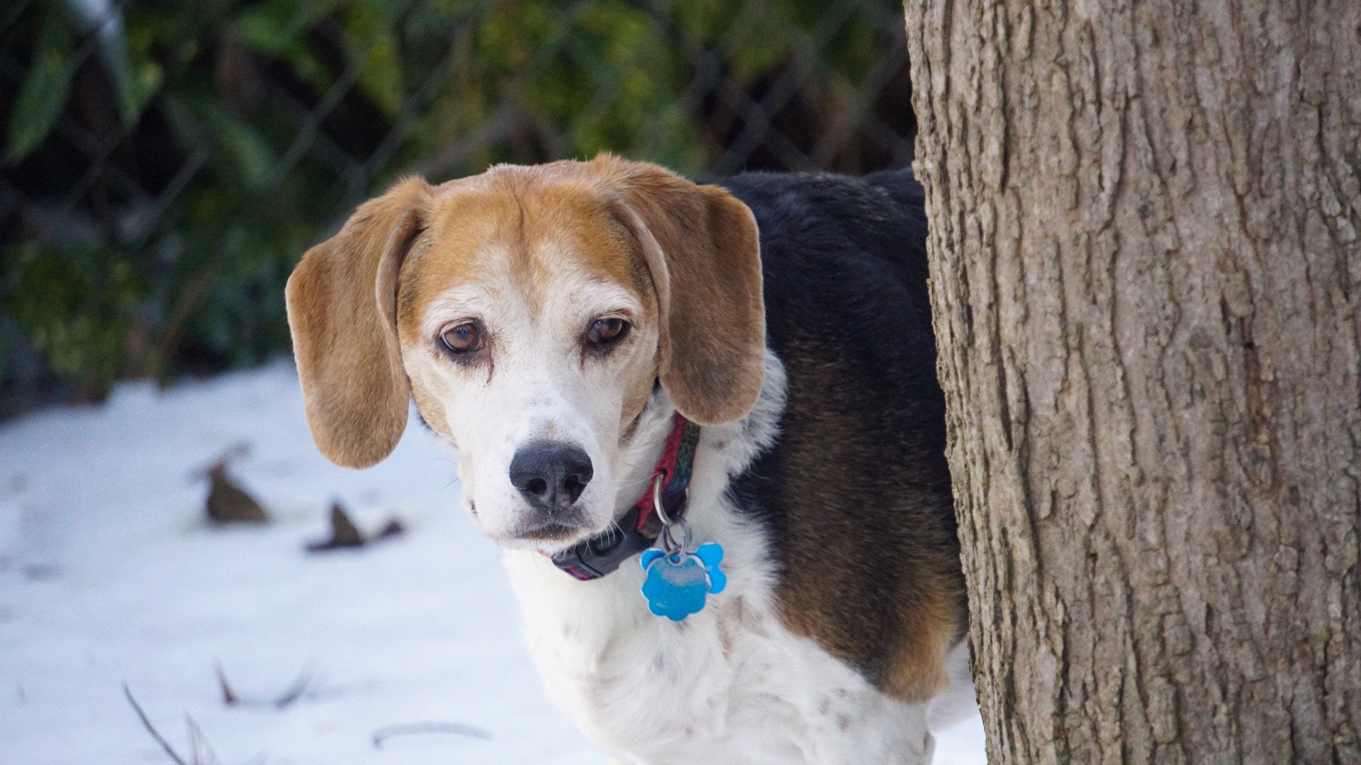 Sony a6300 + Sony E 55-210mm F4.5-6.3 OSS sample photo. Mickey dog photography