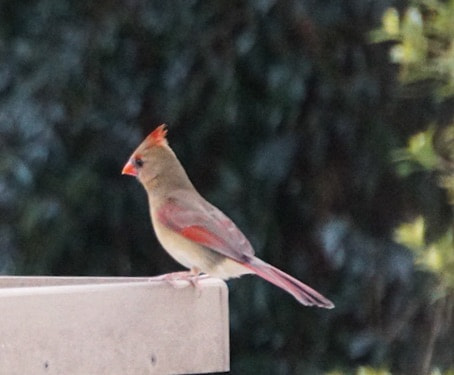 Sony a6300 + Sony E 55-210mm F4.5-6.3 OSS sample photo. Female cardinal photography