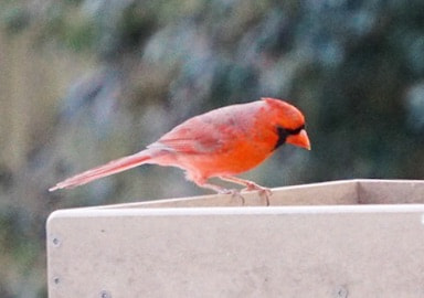 Sony a6300 + Sony E 55-210mm F4.5-6.3 OSS sample photo. Male cardinal photography