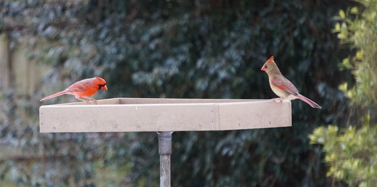 Sony a6300 + Sony E 55-210mm F4.5-6.3 OSS sample photo. Cardinals delight photography