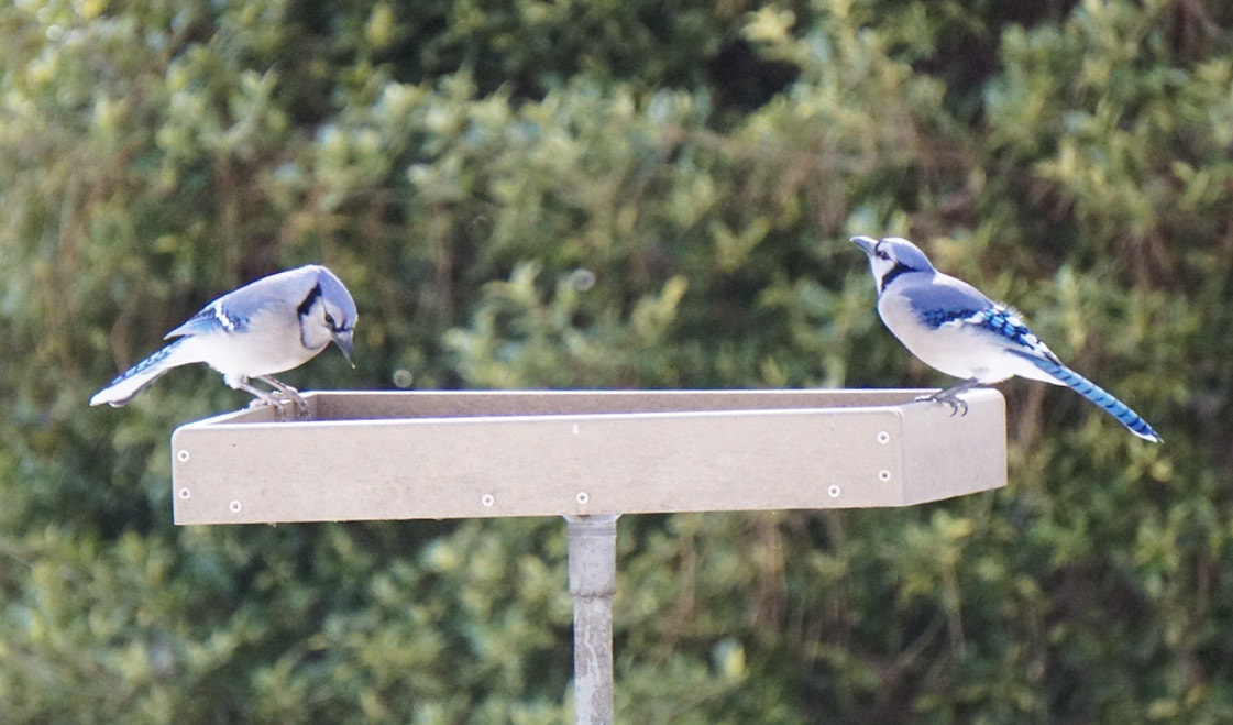 Sony a6300 + Sony E 55-210mm F4.5-6.3 OSS sample photo. Blue jay delight photography
