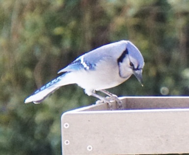 Sony a6300 + Sony E 55-210mm F4.5-6.3 OSS sample photo. Blue jay photography