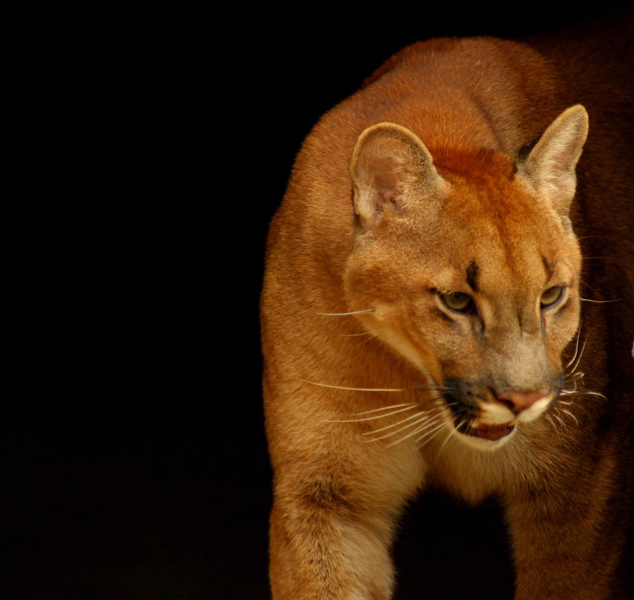 Canon EF 75-300mm f/4-5.6 USM sample photo. Cougar photography