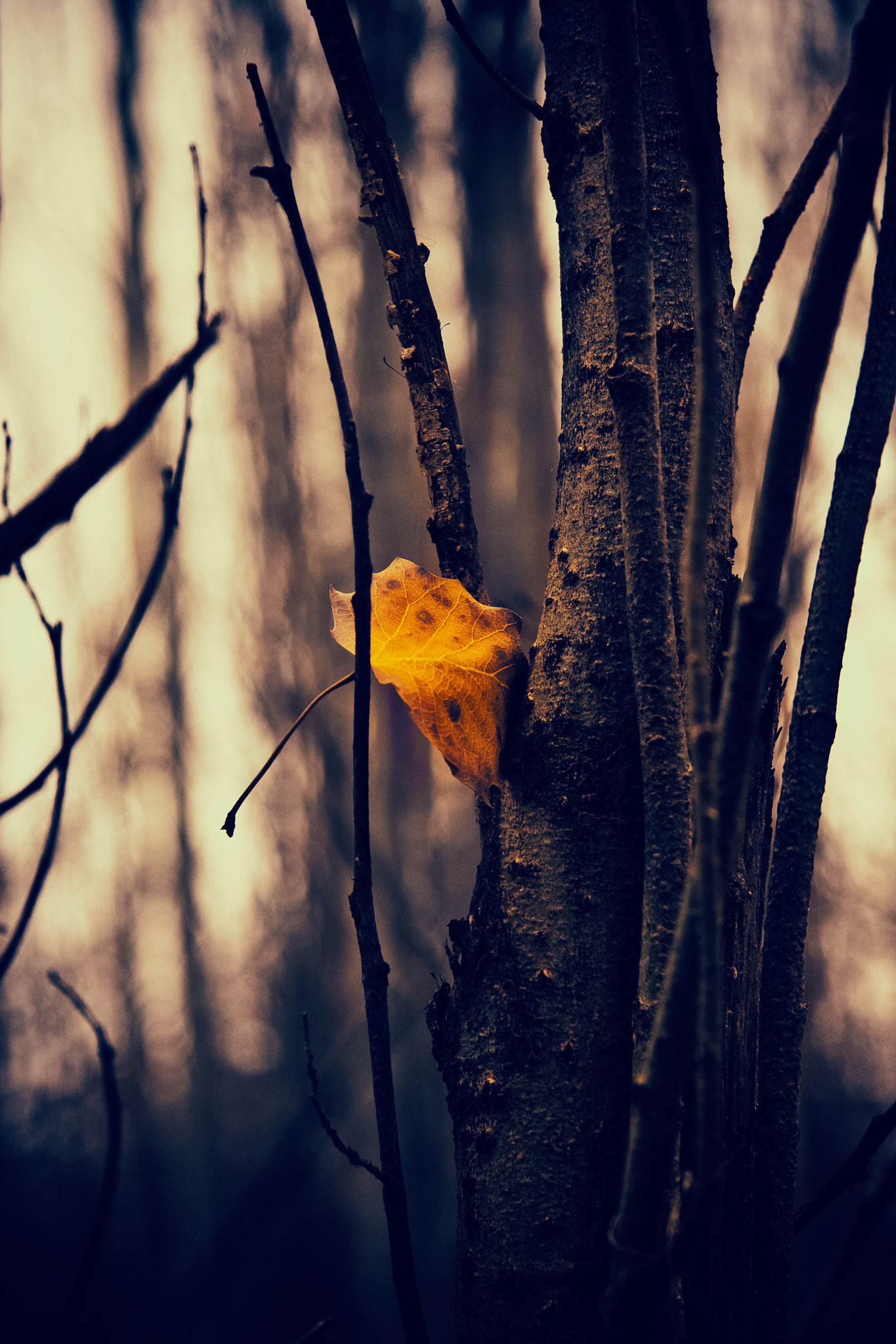 Canon EF-S 17-85mm F4-5.6 IS USM sample photo. Lonely leaf photography