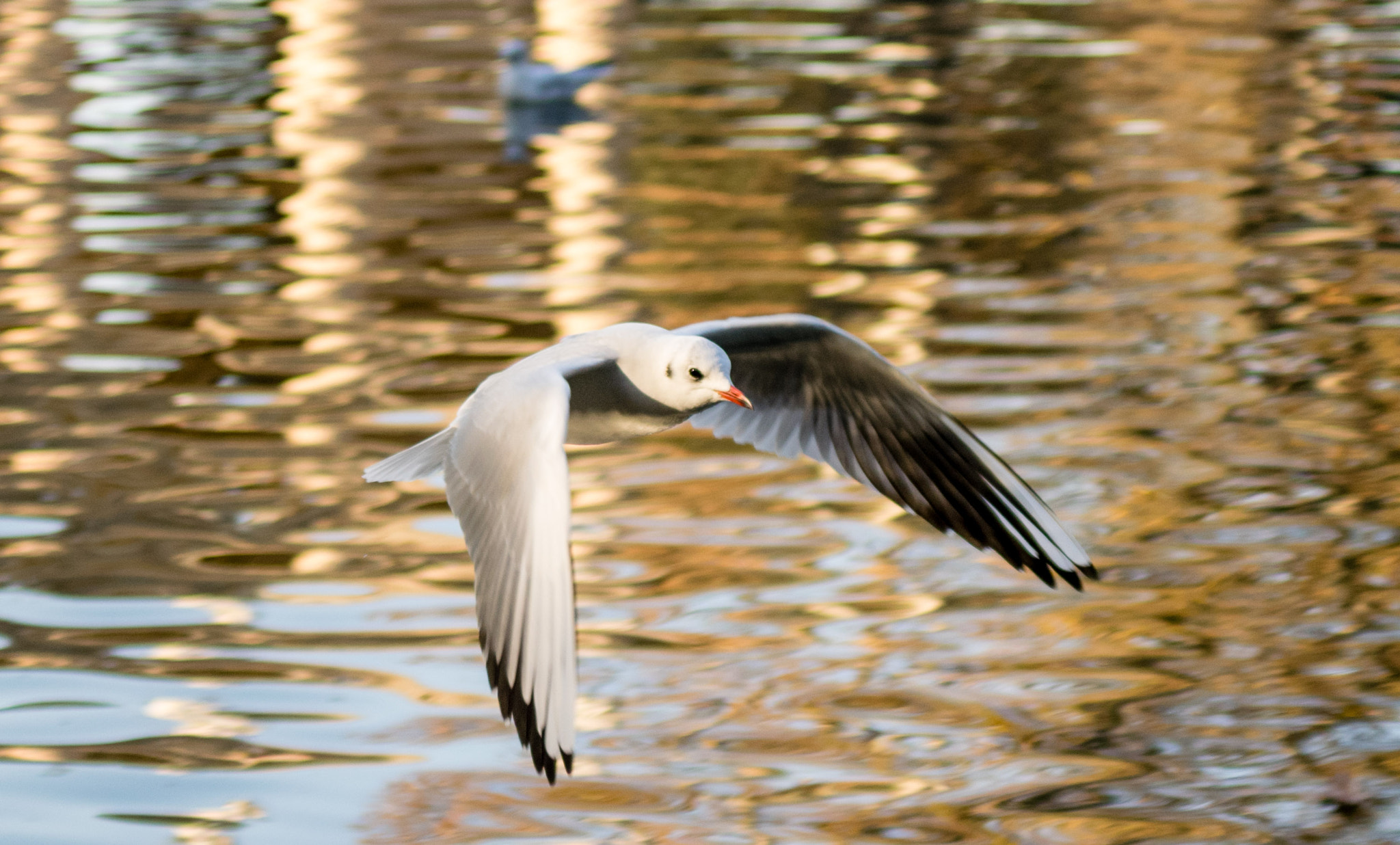 AF Zoom-Nikkor 28-70mm f/3.5-4.5D sample photo. Bird photography