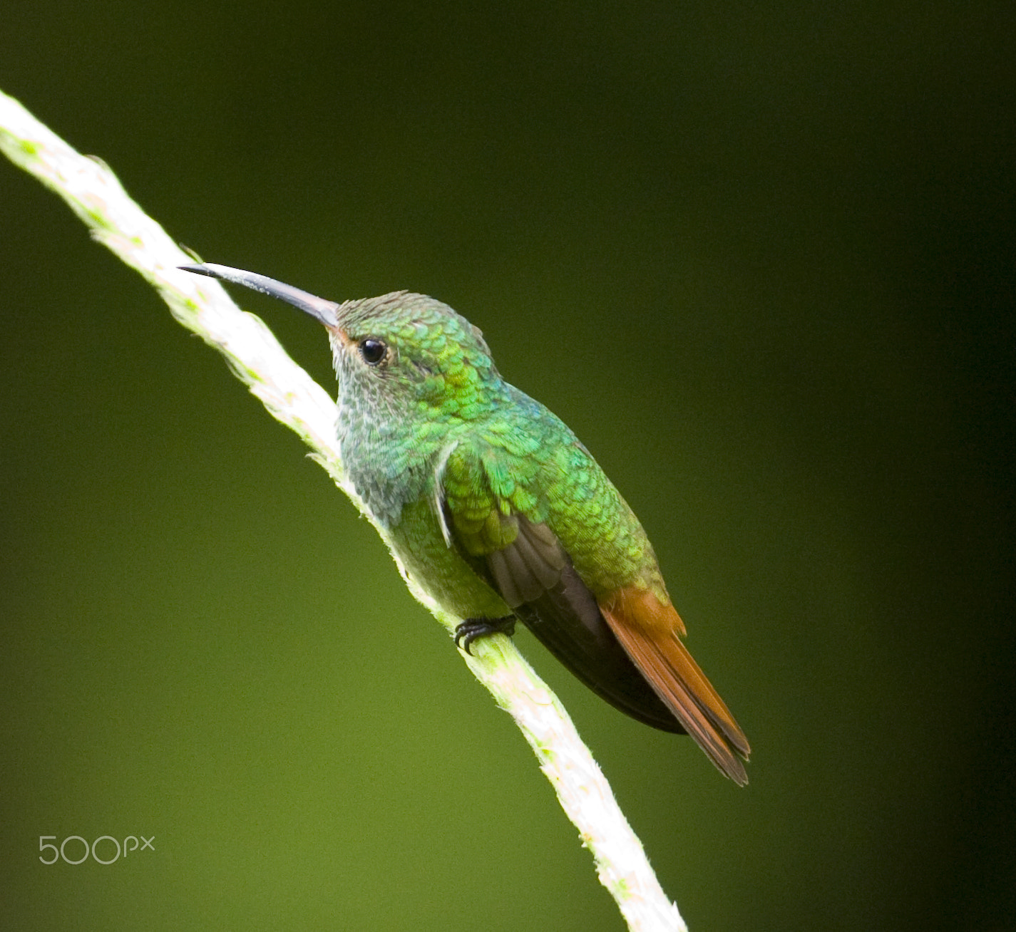 Canon EOS 50D + Canon EF 600mm f/4L IS sample photo. Rufus-tail hummingbird photography