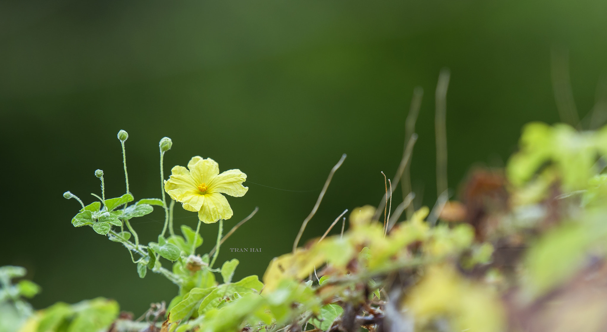Nikon AF-S Nikkor 200-500mm F5.6E ED VR sample photo. Tbh photography