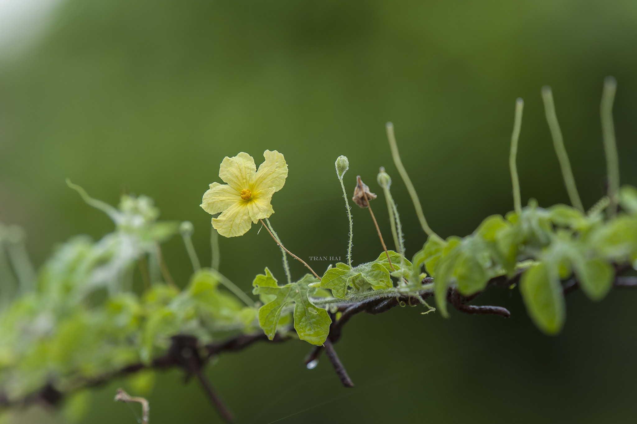 Nikon AF-S Nikkor 200-500mm F5.6E ED VR sample photo. Tbh photography