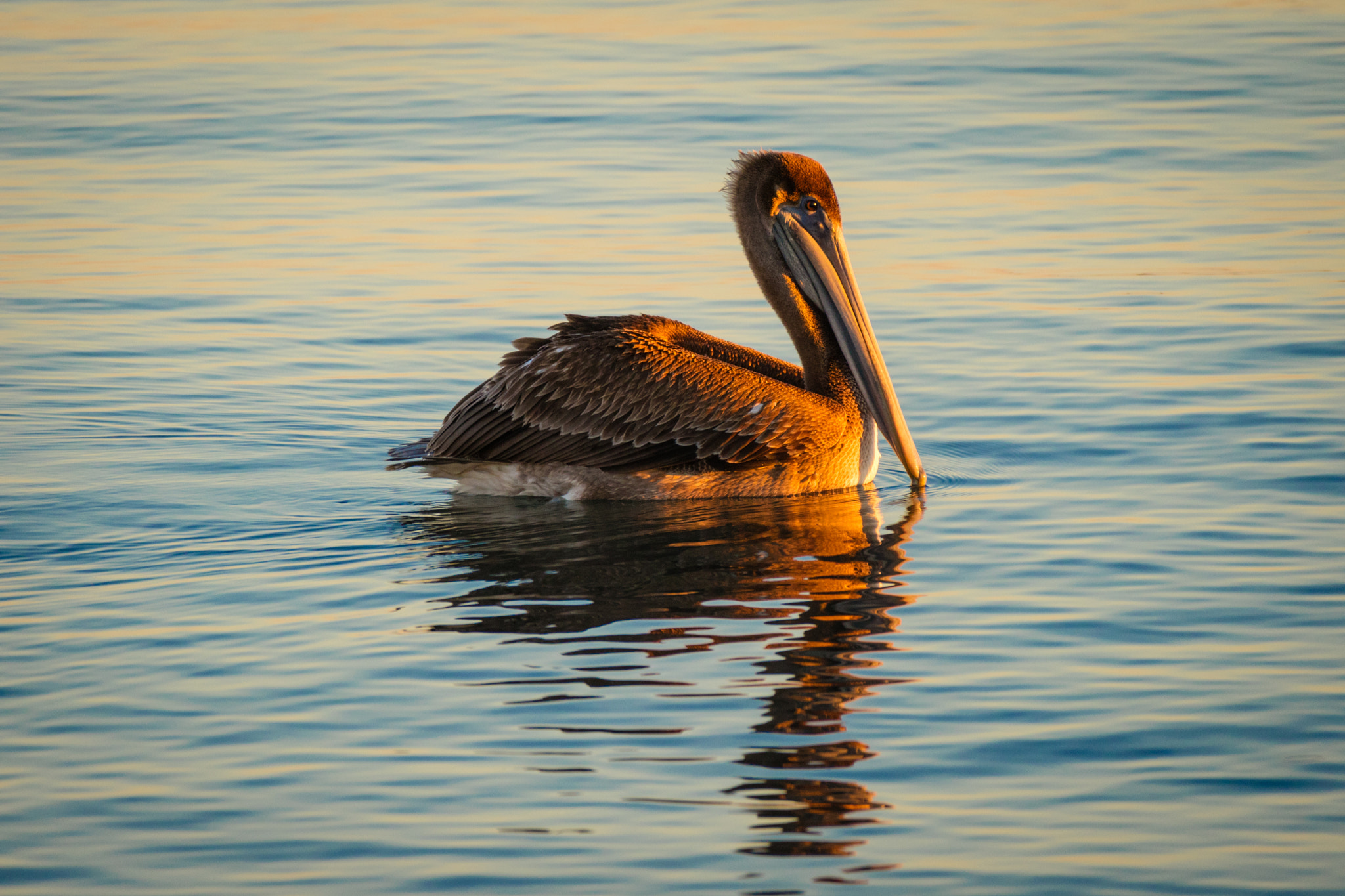 Canon EOS M3 sample photo. Brown pelican at sunrise, loreto, mexico photography