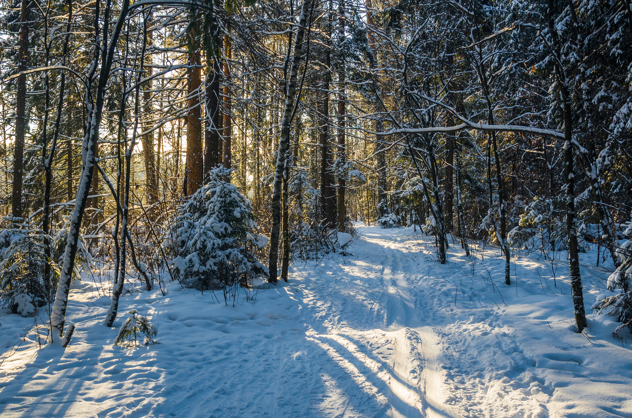 Nikon AF-S Nikkor 24-120mm F4G ED VR sample photo. Forest photography