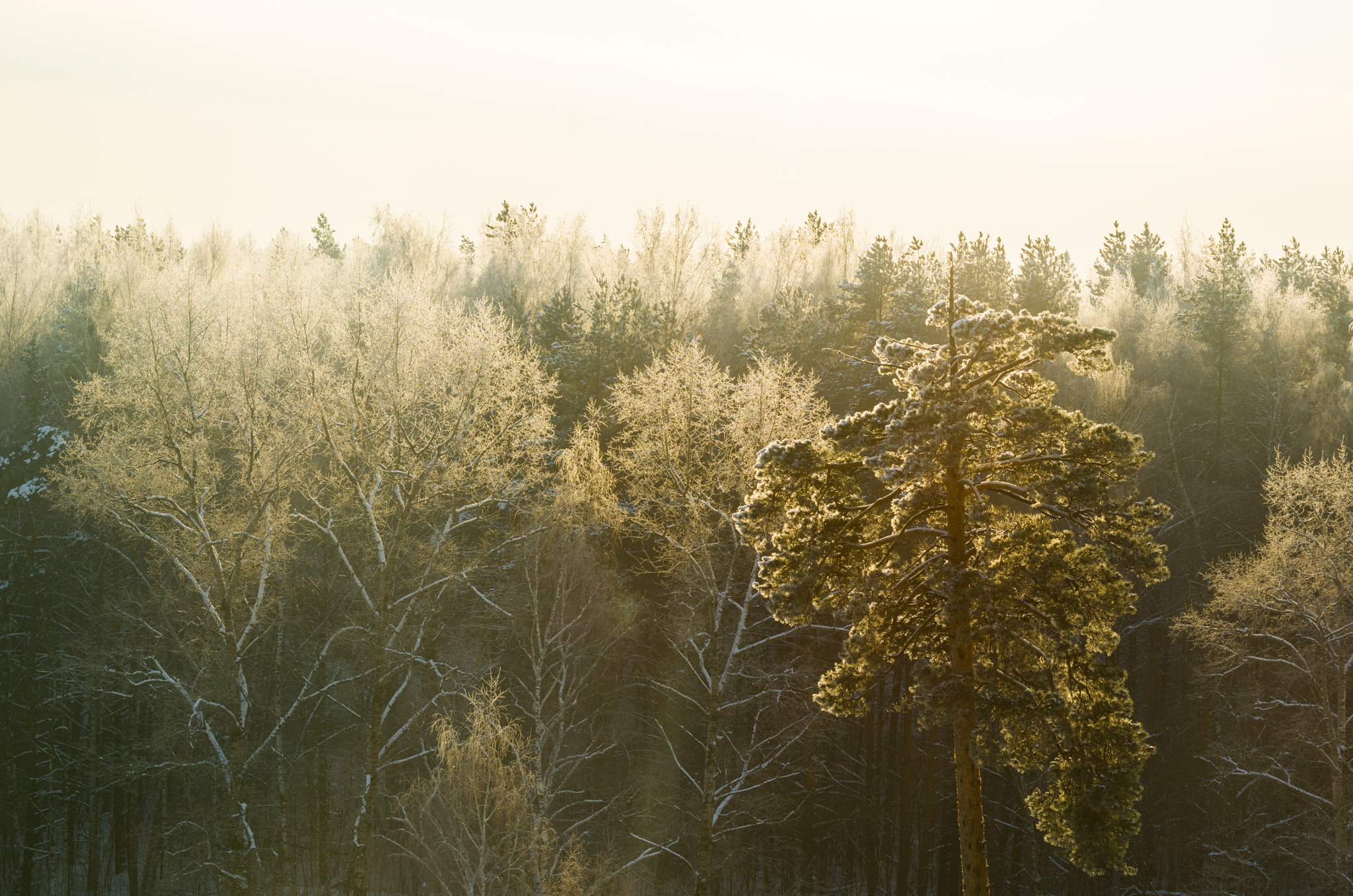 Nikon AF-S Nikkor 24-120mm F4G ED VR sample photo. Outstanding pine photography