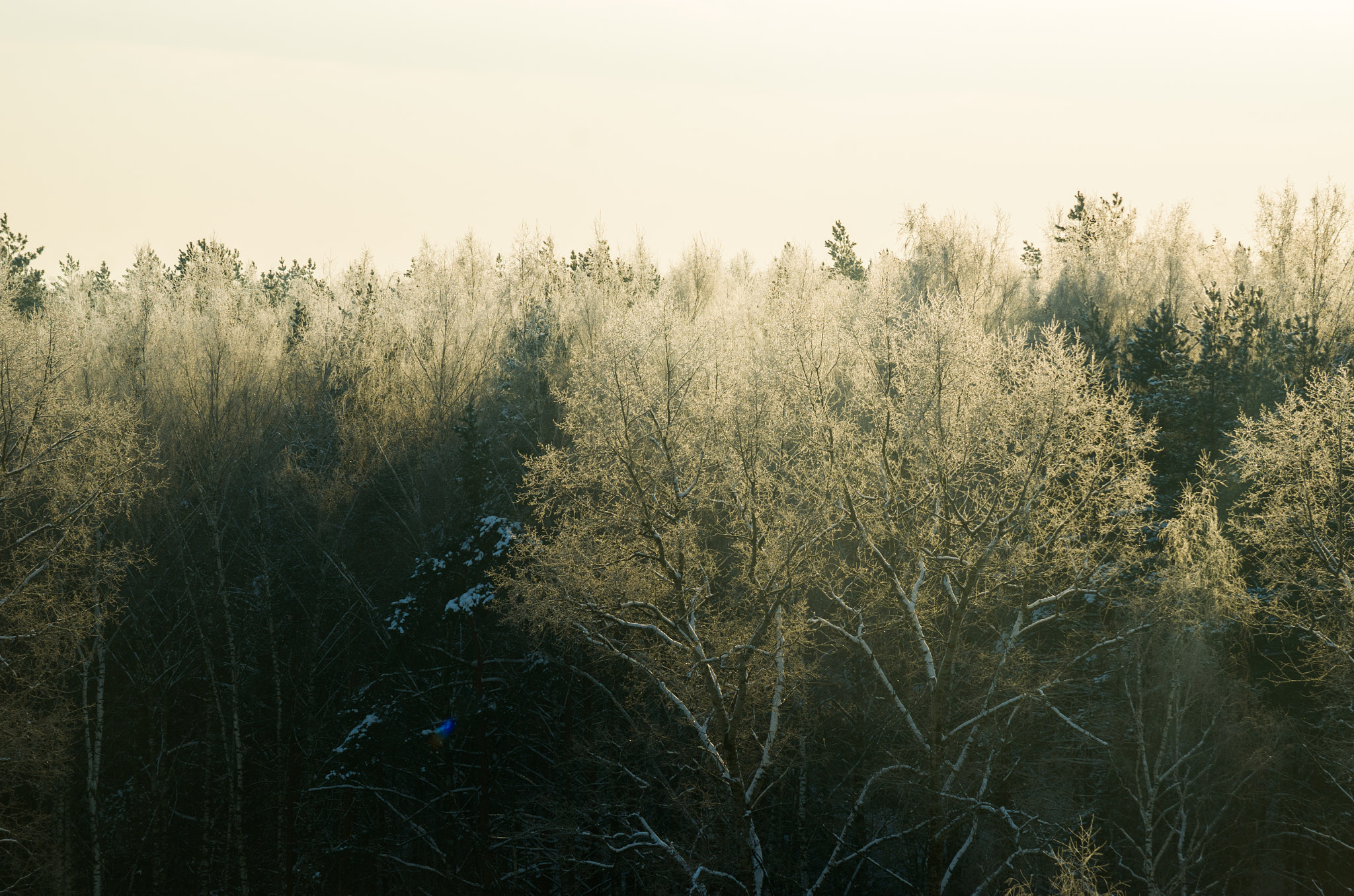 Nikon AF-S Nikkor 24-120mm F4G ED VR sample photo. Just trees photography