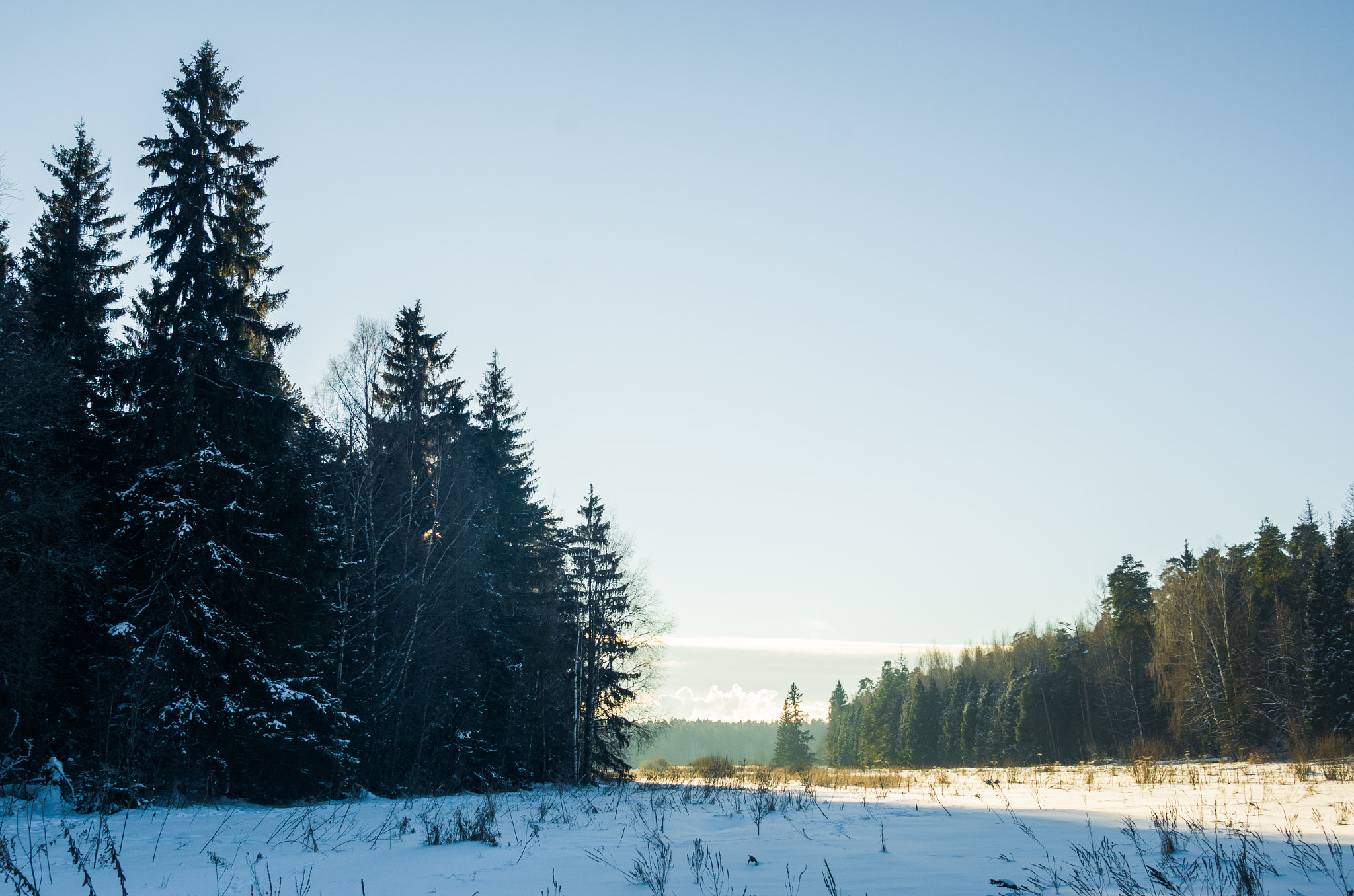 Nikon AF-S Nikkor 24-120mm F4G ED VR sample photo. Wise firs photography