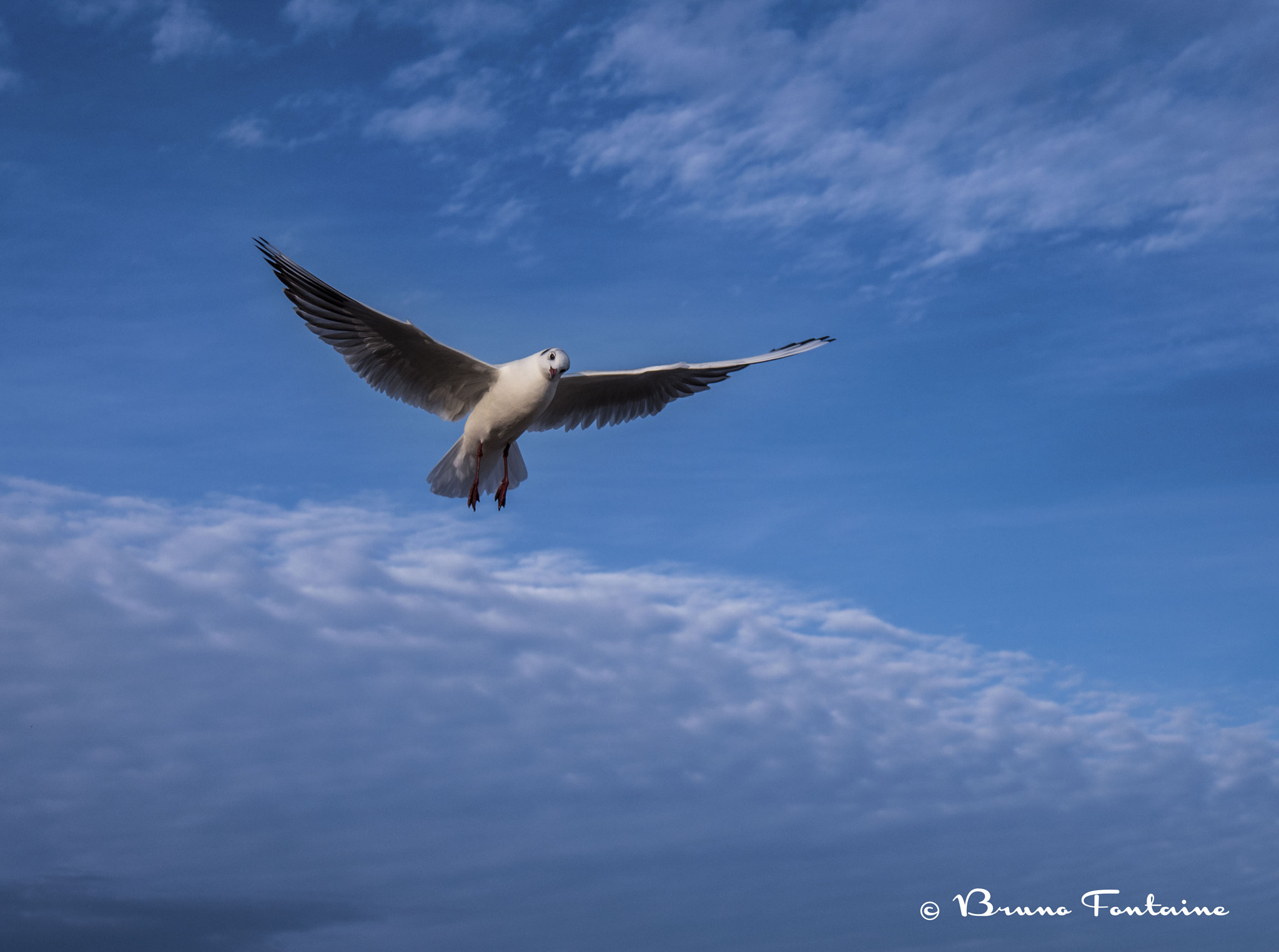 Panasonic Lumix DMC-GH4 sample photo. Mouette photography